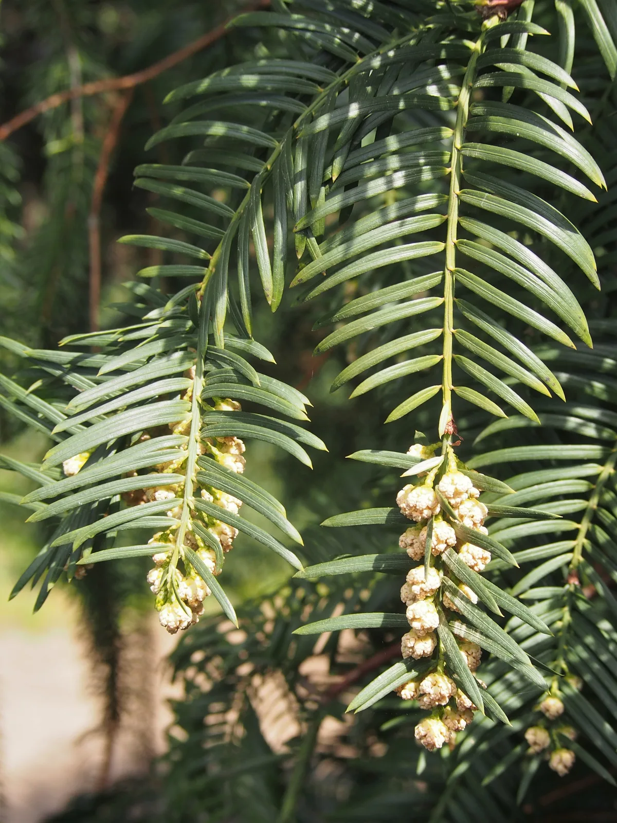Plum Yew