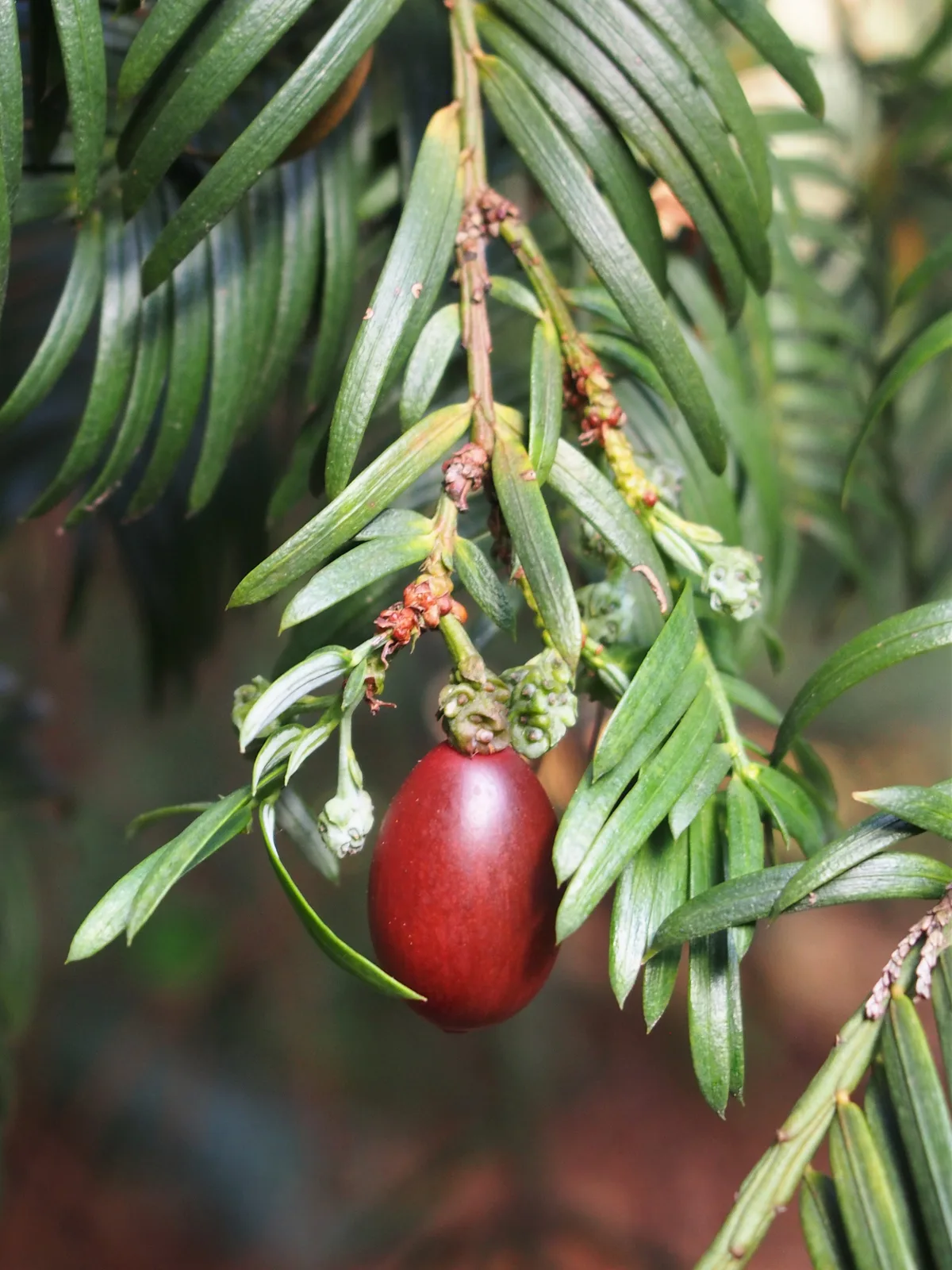 Chinese Plum Yew