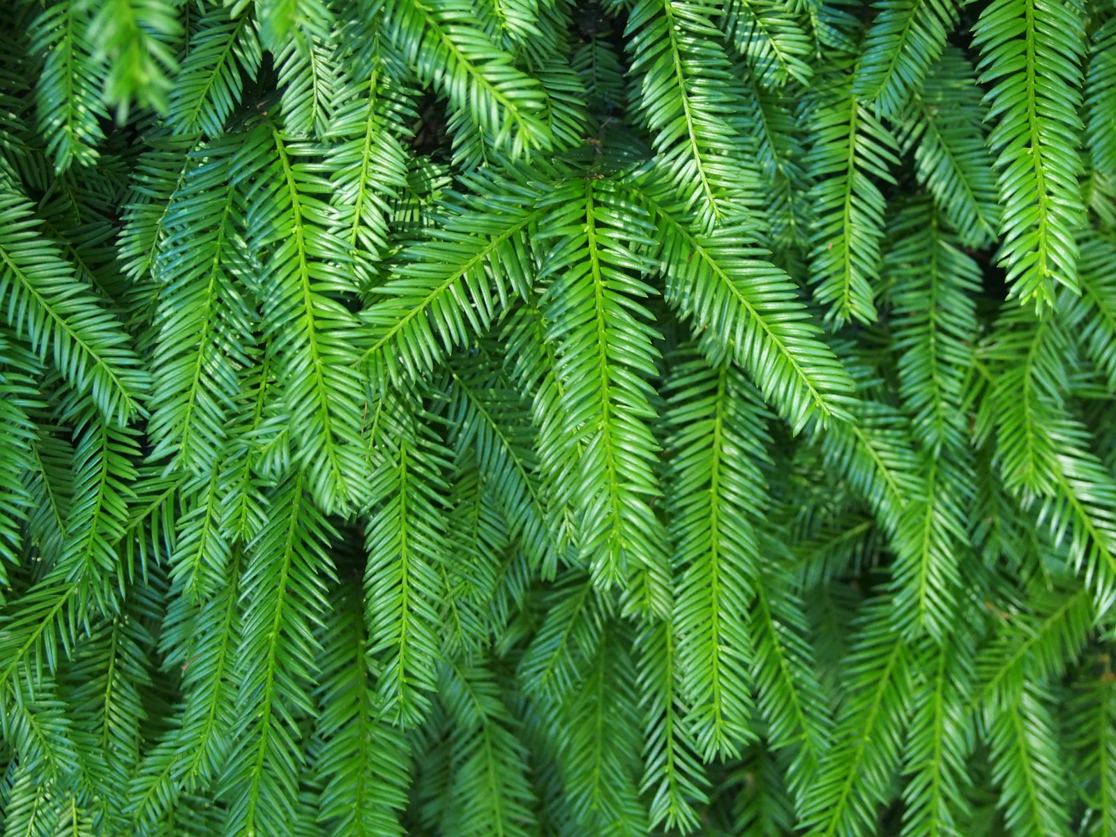 Japanese Yew (Taxus cuspidata)