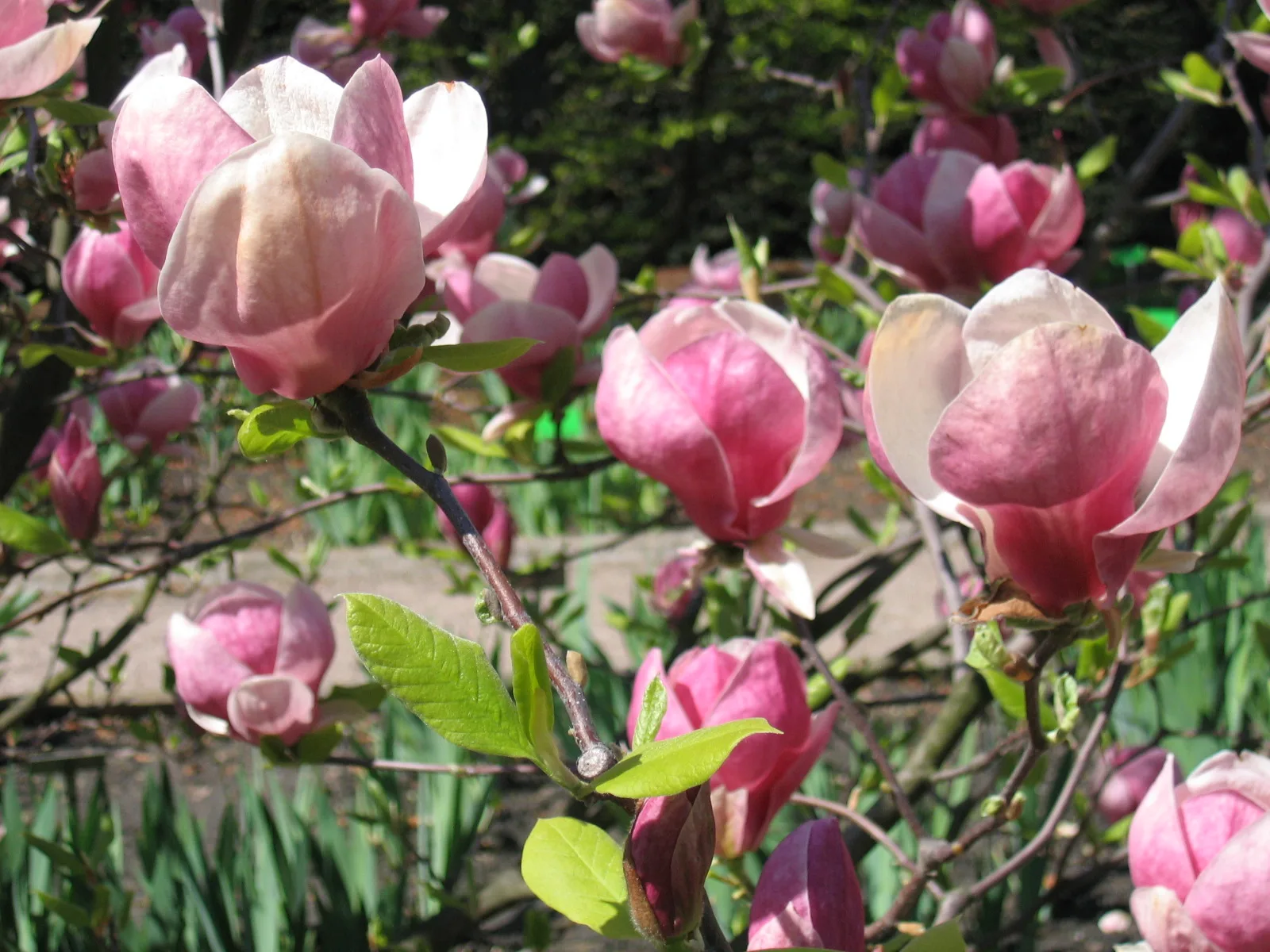 Saucer Magnolia
