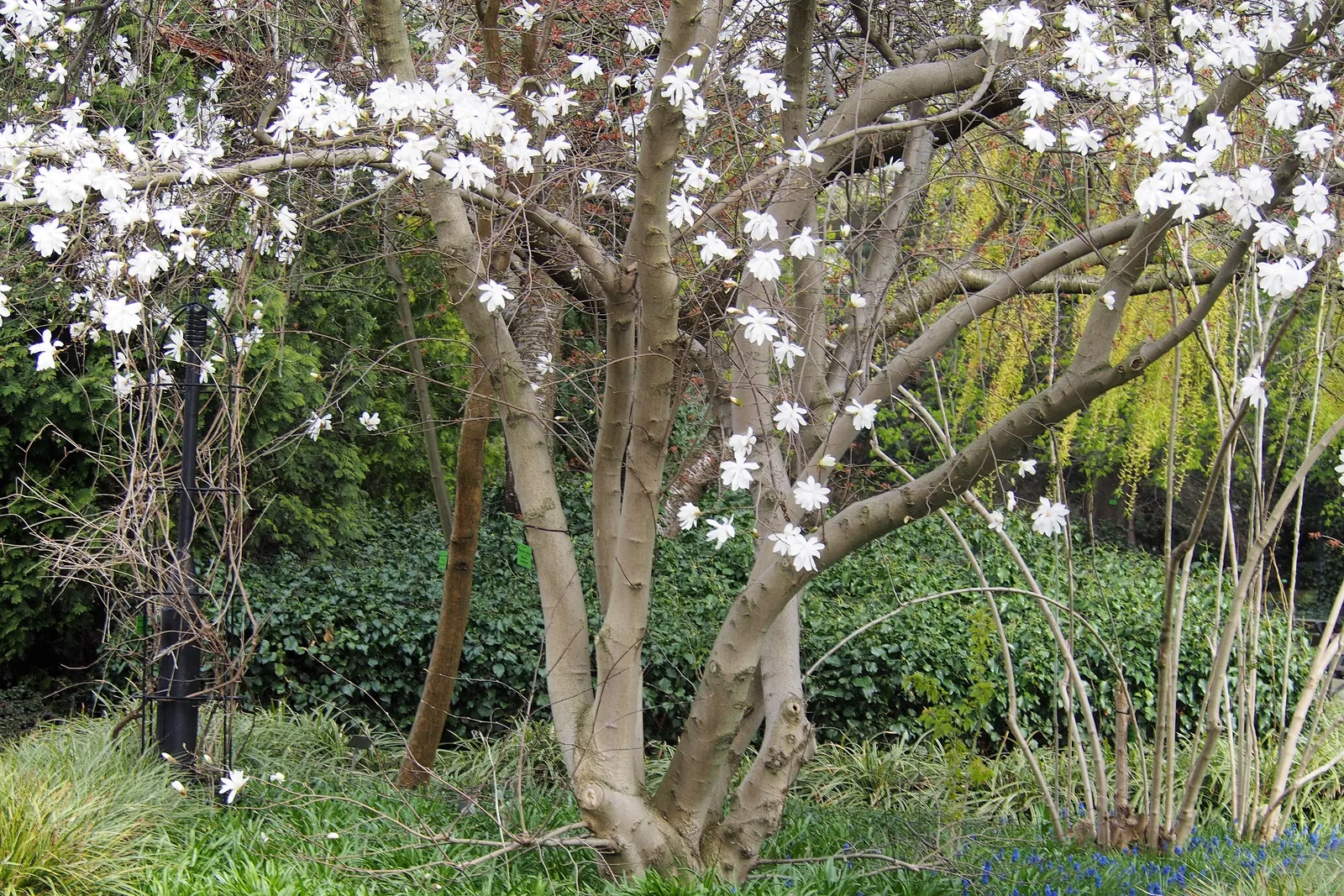Star Magnolia (Magnolia stellata)