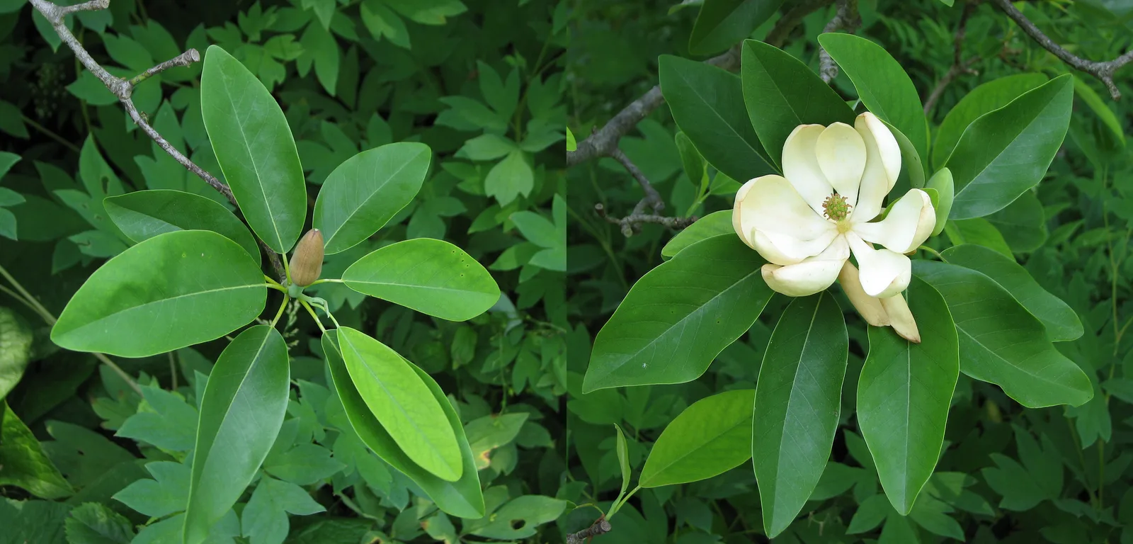 Sweetbay Magnolia