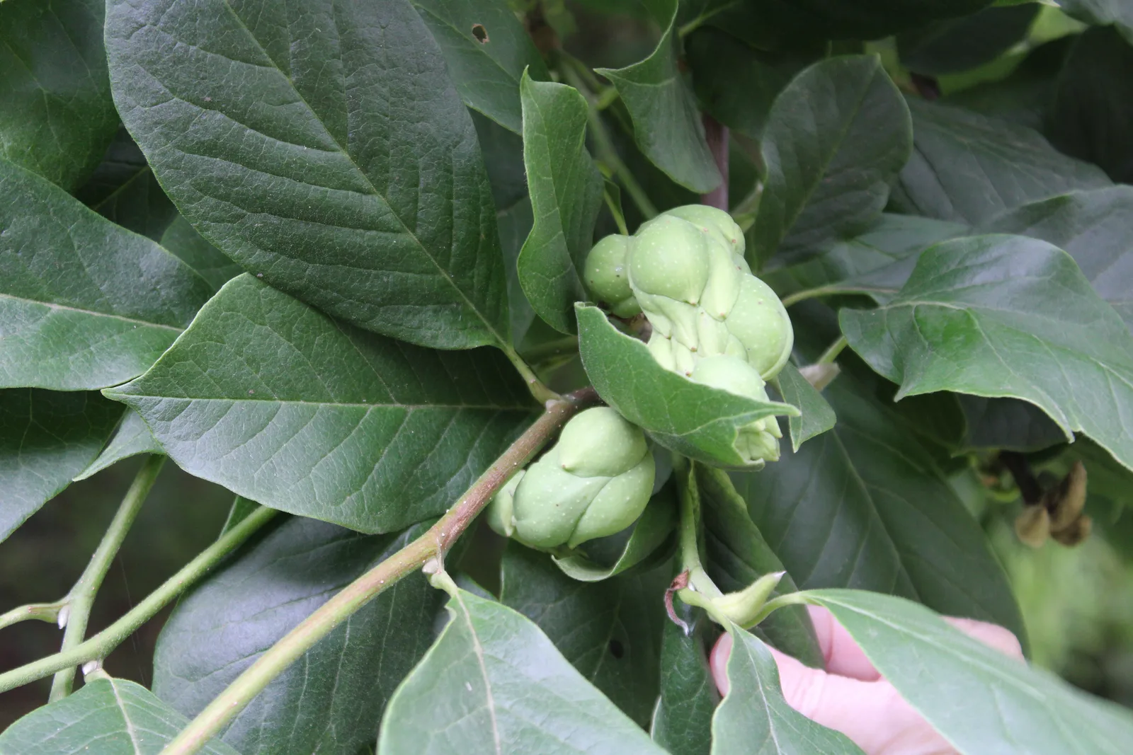 Cucumber Magnolia