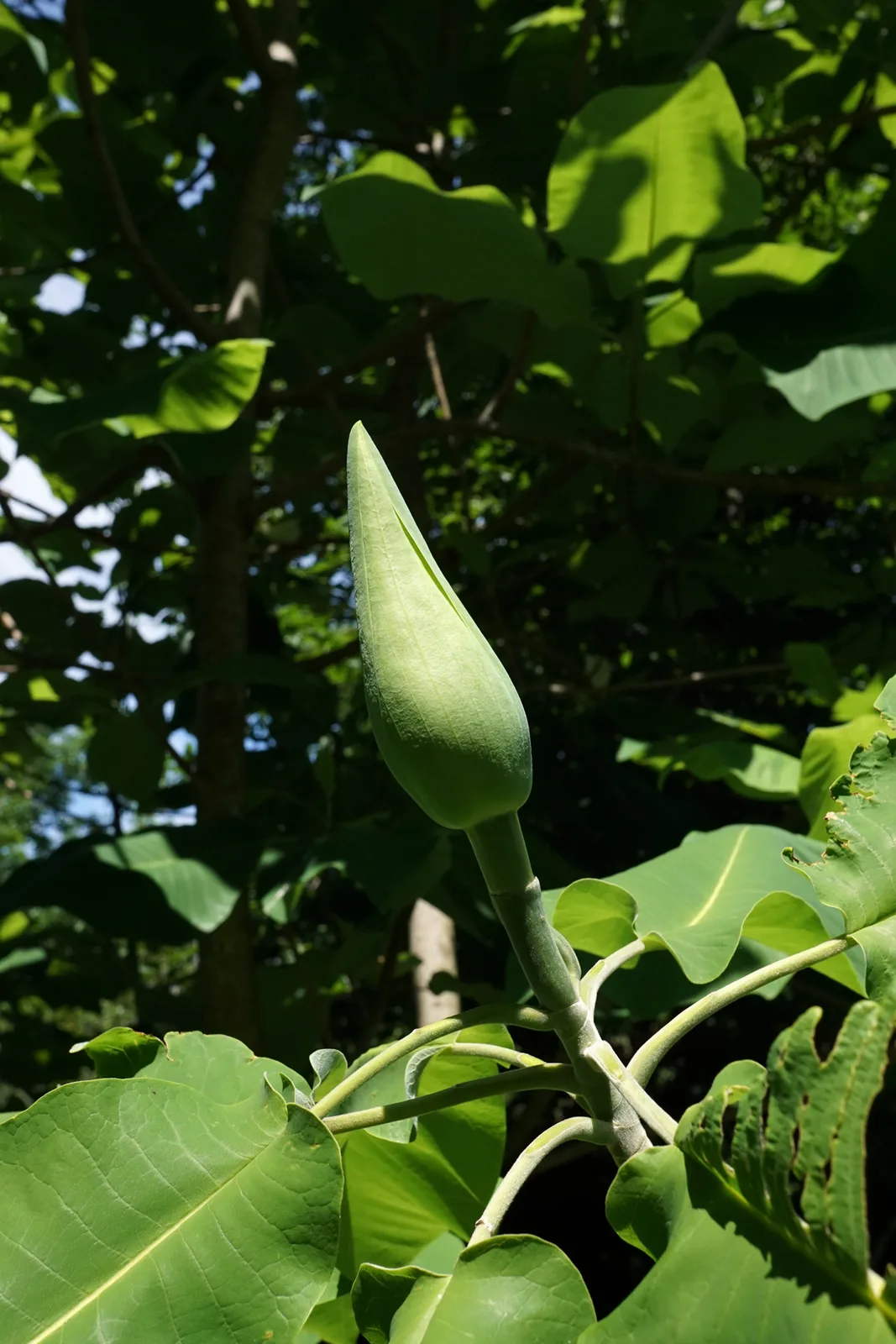 Bigleaf Magnolia (Magnolia macrophylla)