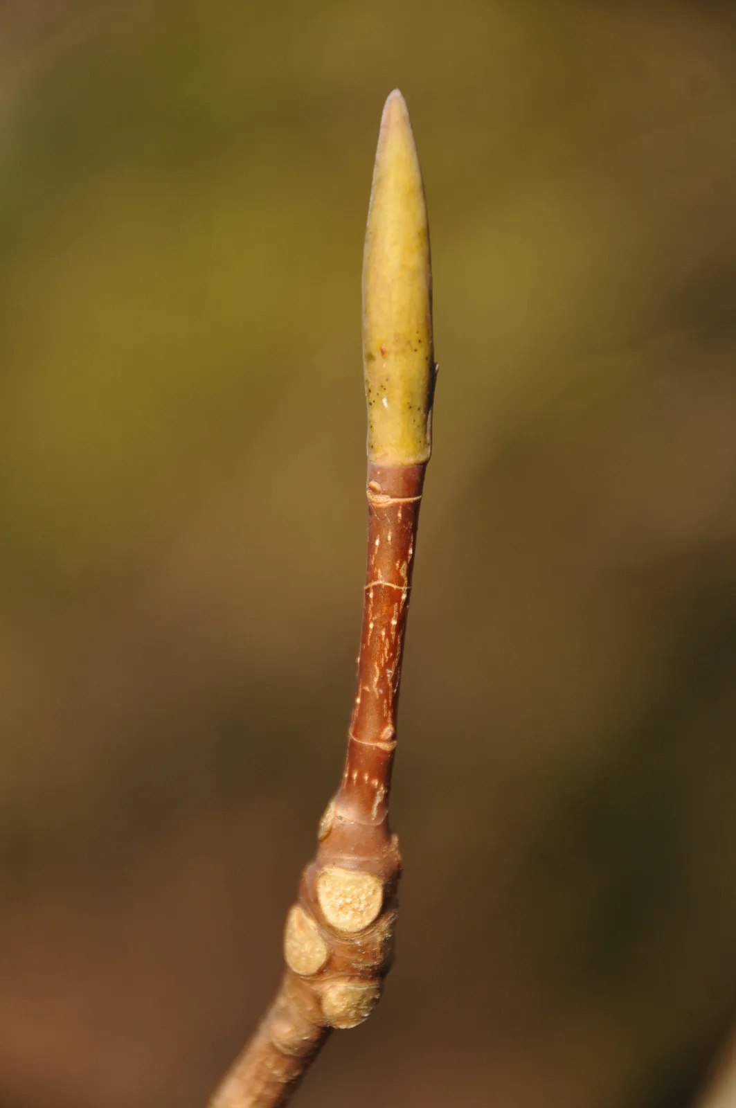 Fraser Magnolia (Magnolia fraseri)