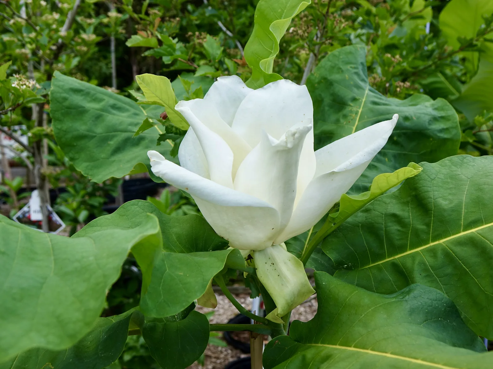 Ashe Magnolia