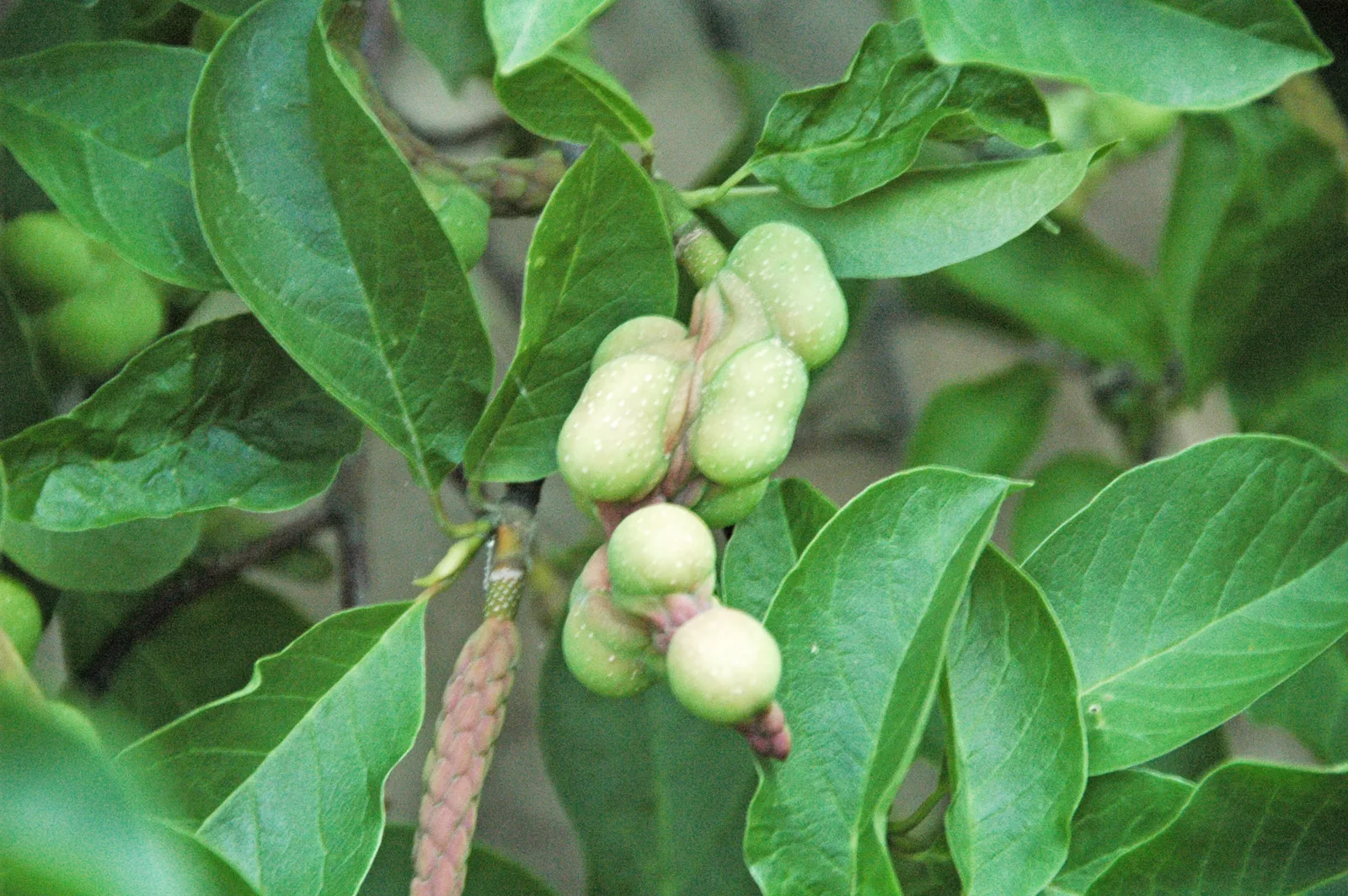 Kobus Magnolia (Magnolia kobus)