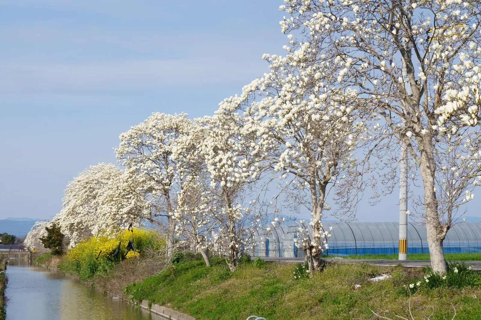 Yulan Magnolia (Magnolia denudata)