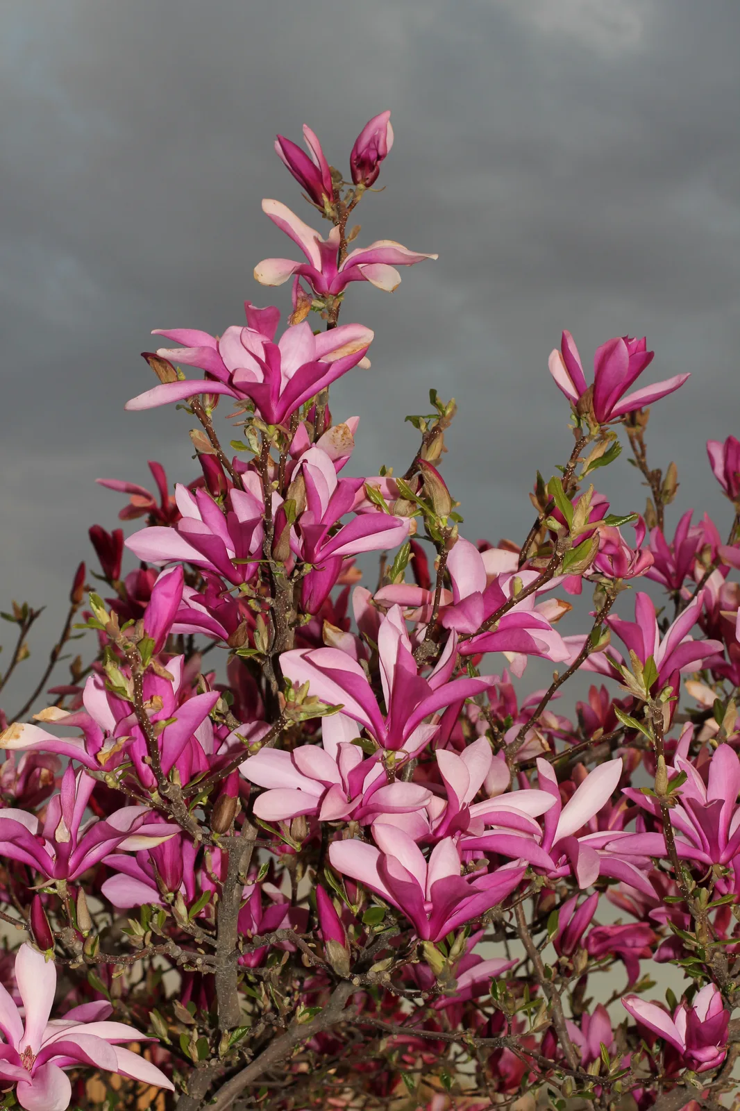 Lily Magnolia