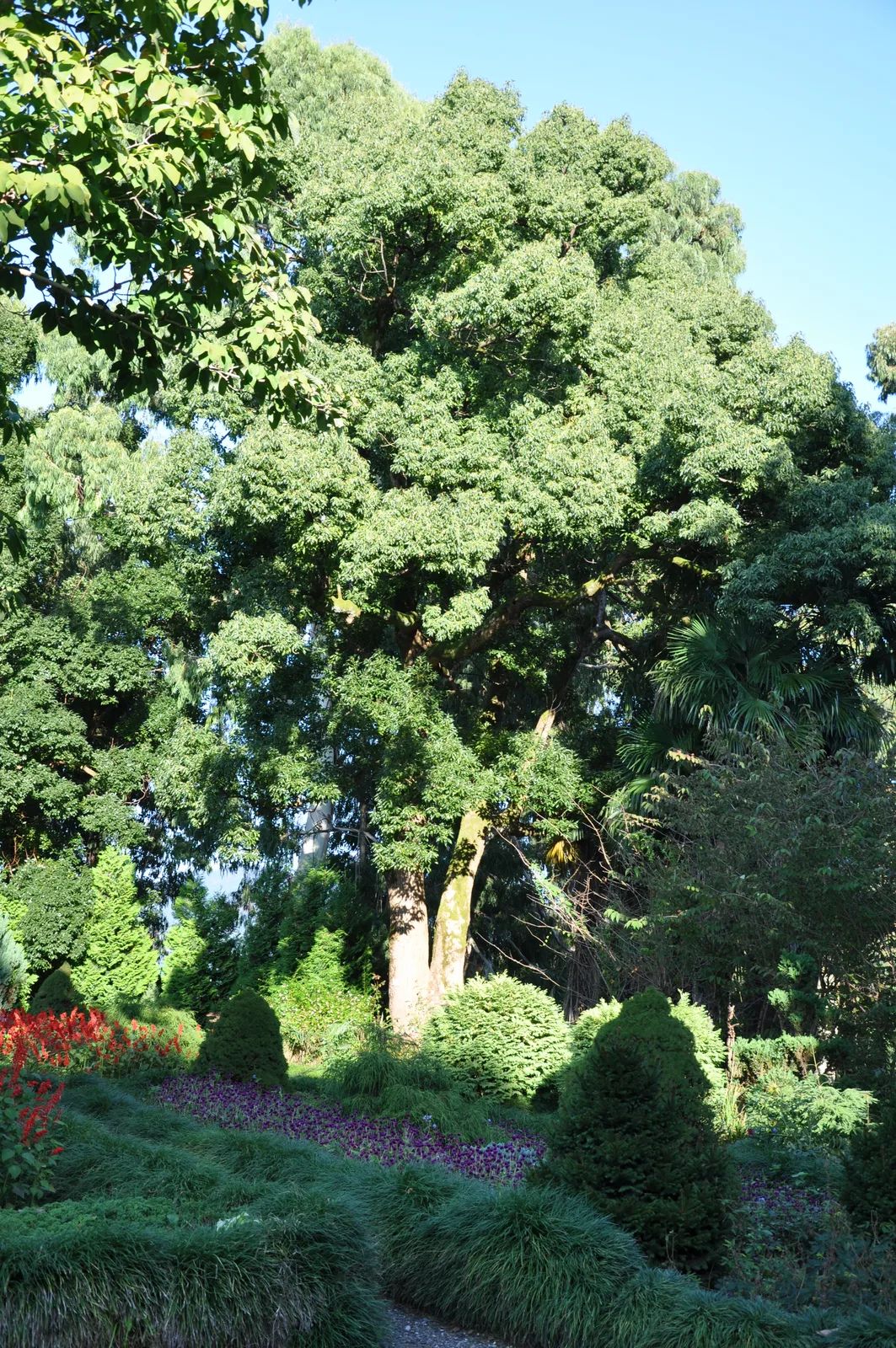 Campbell Magnolia