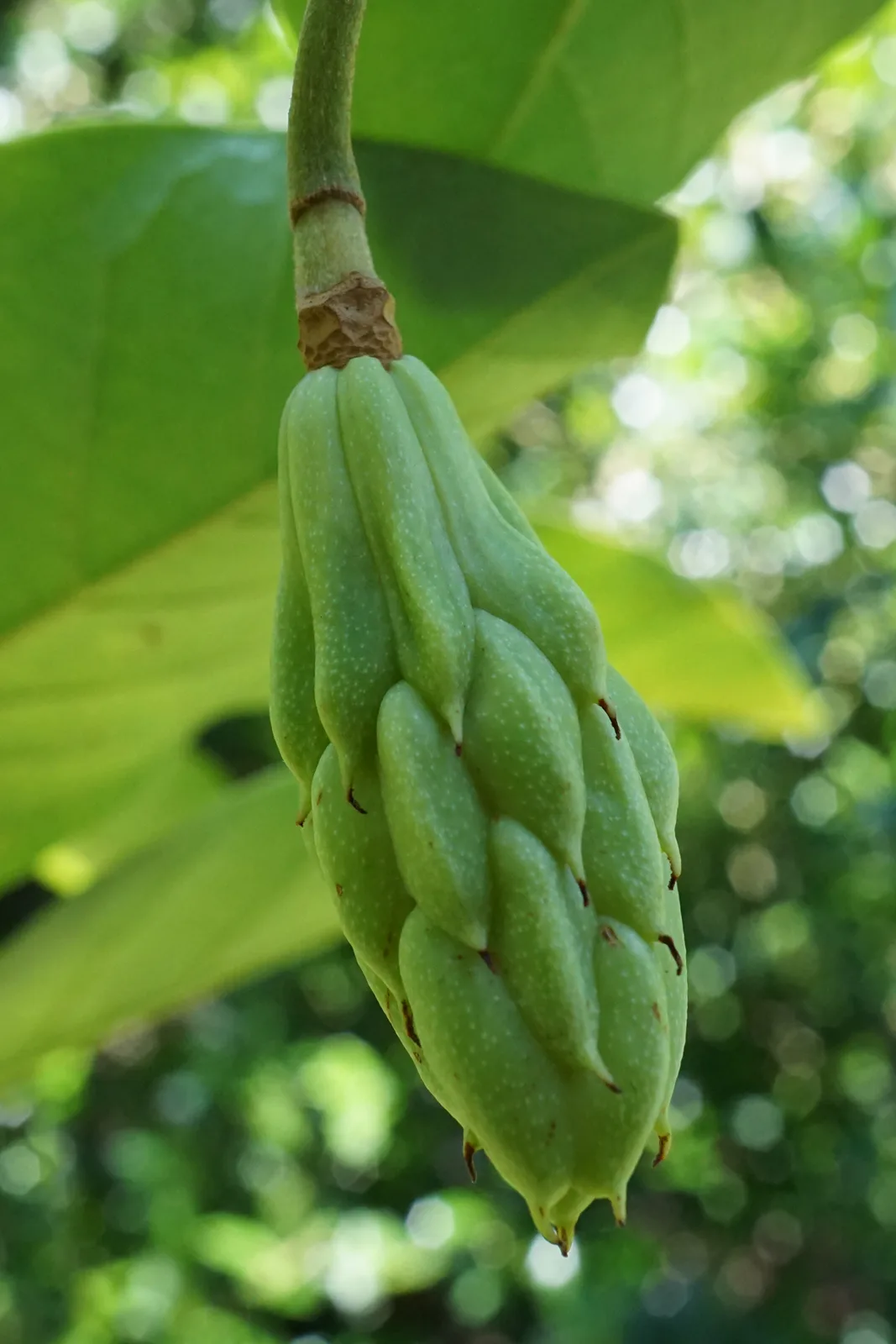 Siebold Magnolia (Magnolia sieboldii)