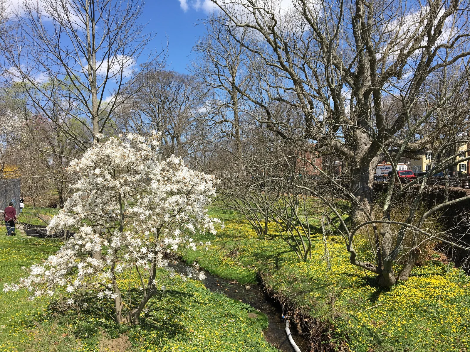 Anise Magnolia
