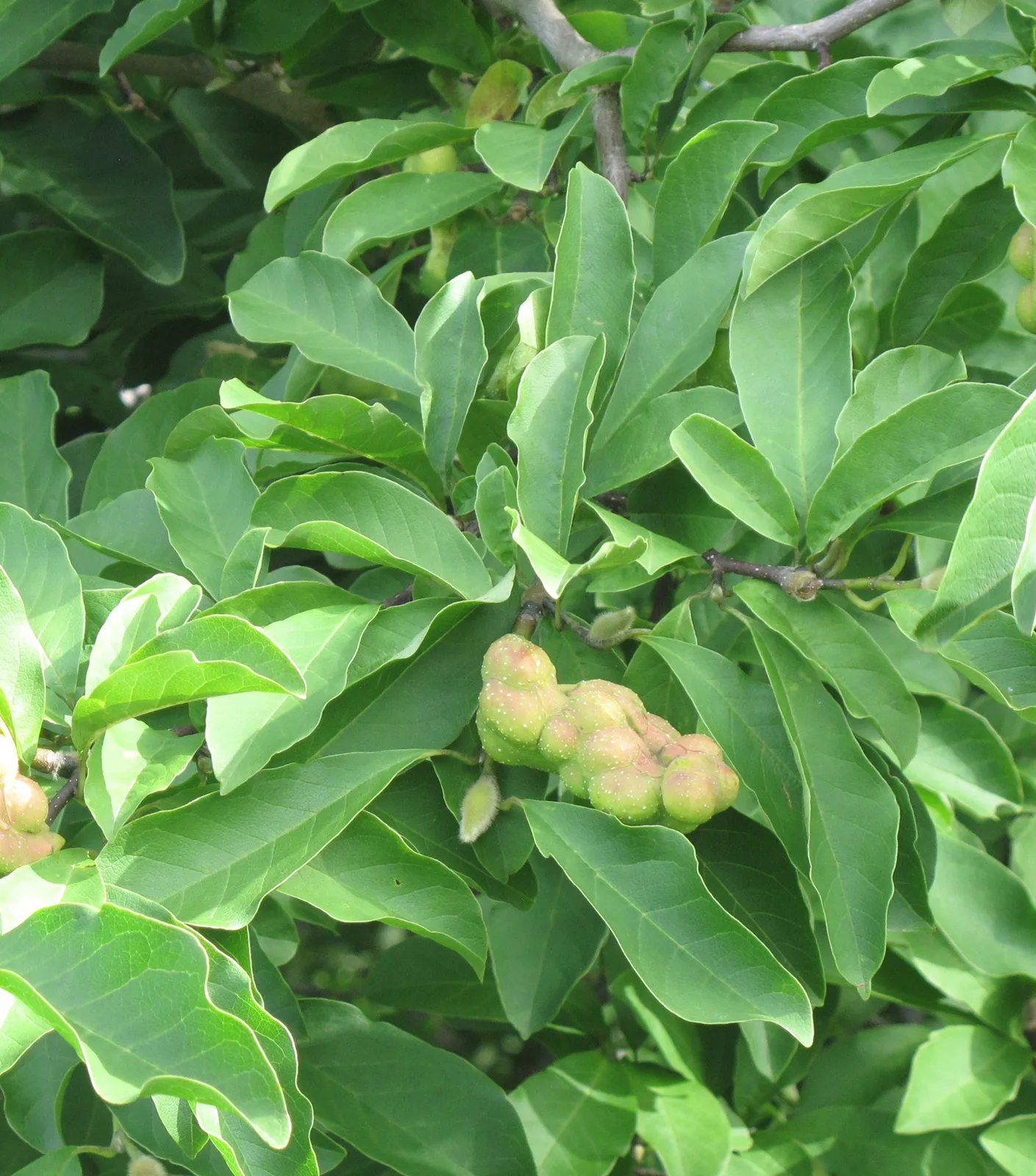 Loebner Magnolia (Magnolia loebneri)