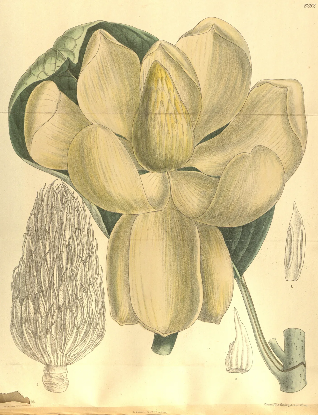 Magnolia Delavayi