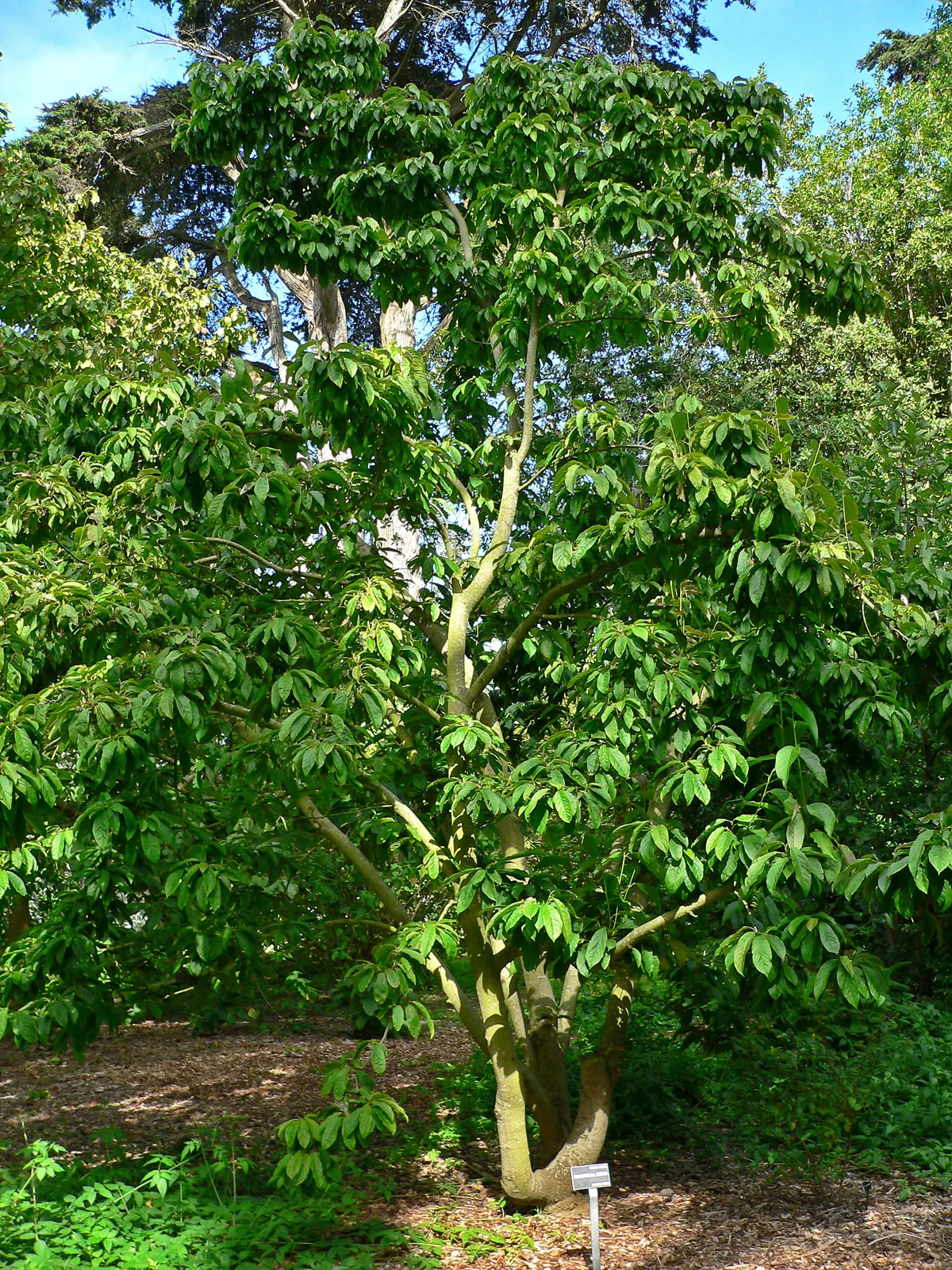 Magnolia Zenii (Magnolia zenii)