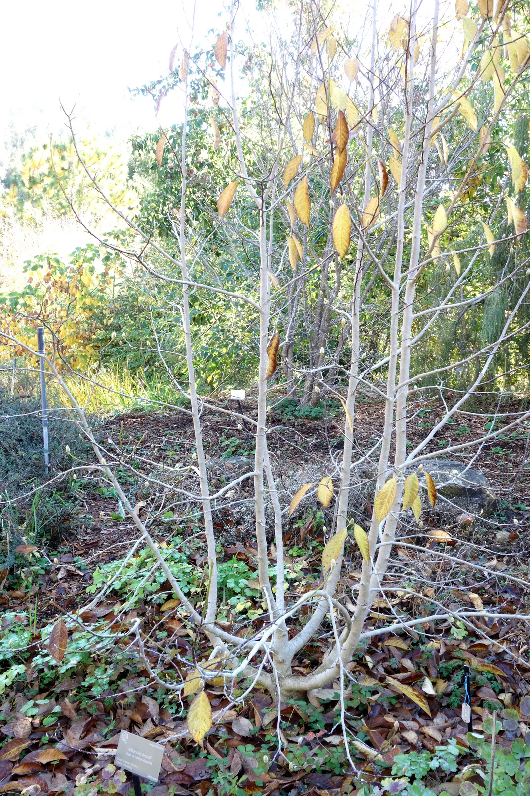 Magnolia Biondii (Magnolia biondii)