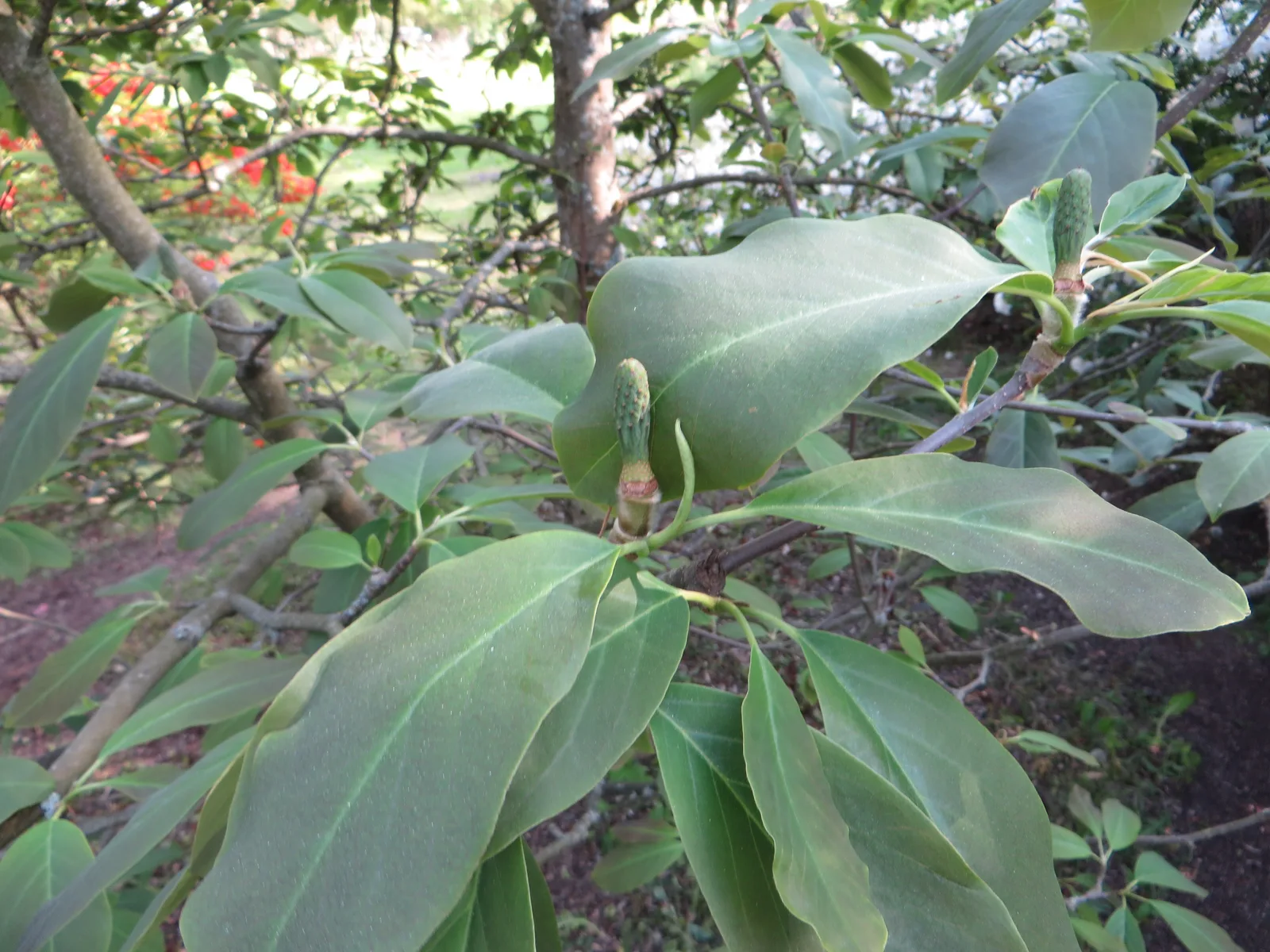Magnolia Cylindrica