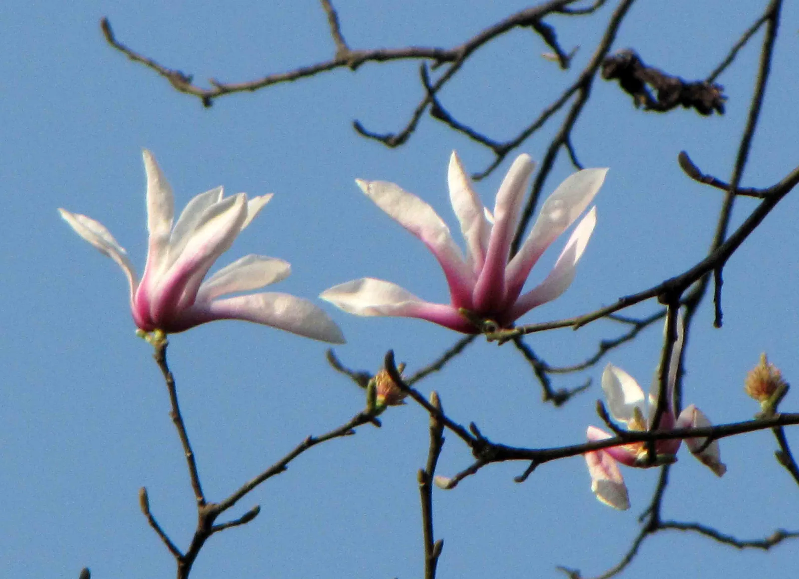 Magnolia Amoena (Magnolia amoena)
