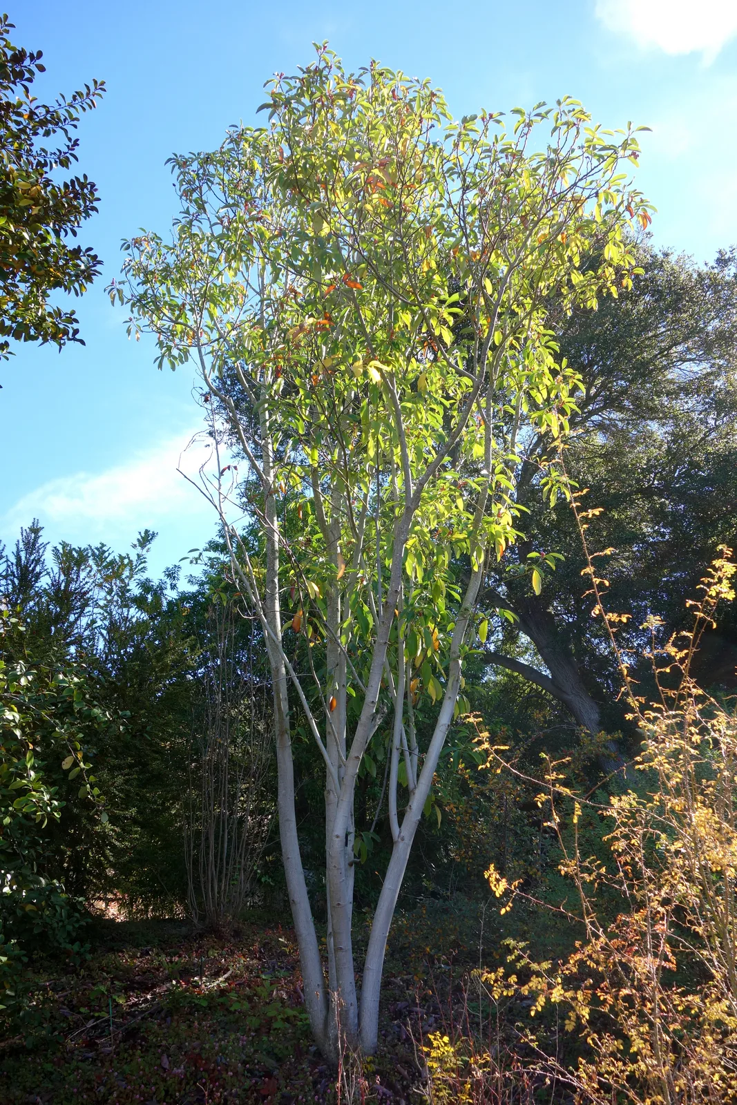 Magnolia Maudiae (Magnolia maudiae)