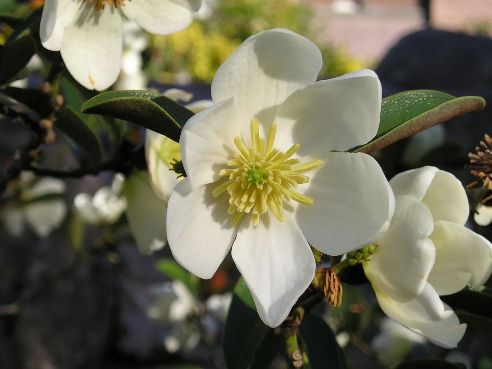 Magnolia Laevifolia (Magnolia laevifolia)