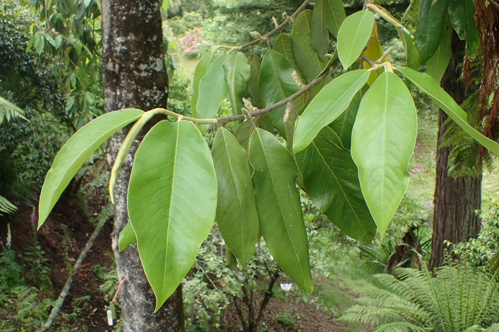 Magnolia Lanuginosa (Magnolia lanuginosa)