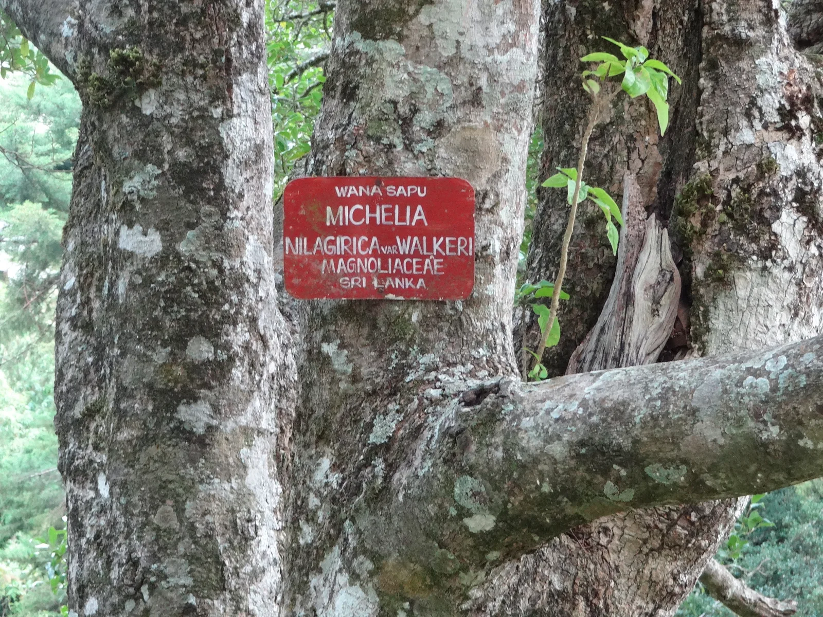 Magnolia Nilagirica (Magnolia nilagirica)
