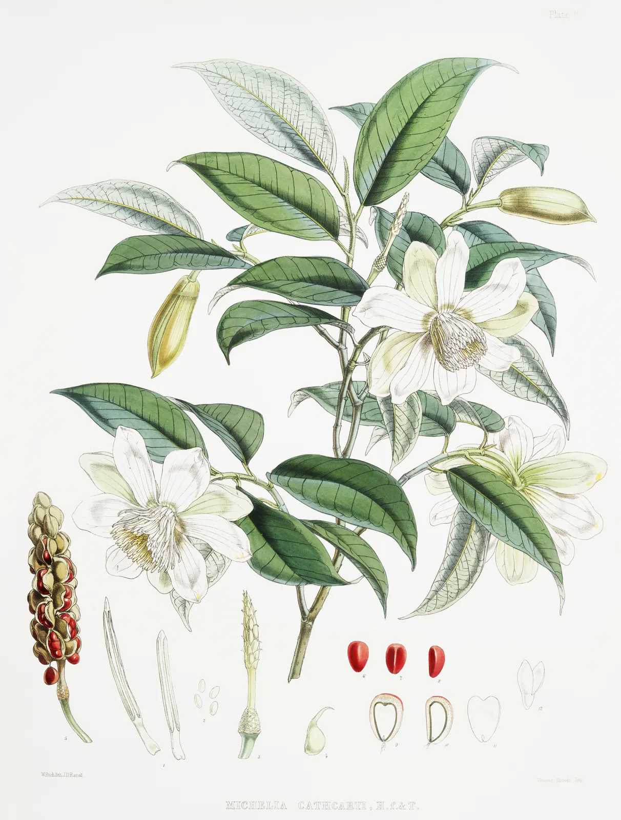 Magnolia Cathcartii (Magnolia cathcartii)