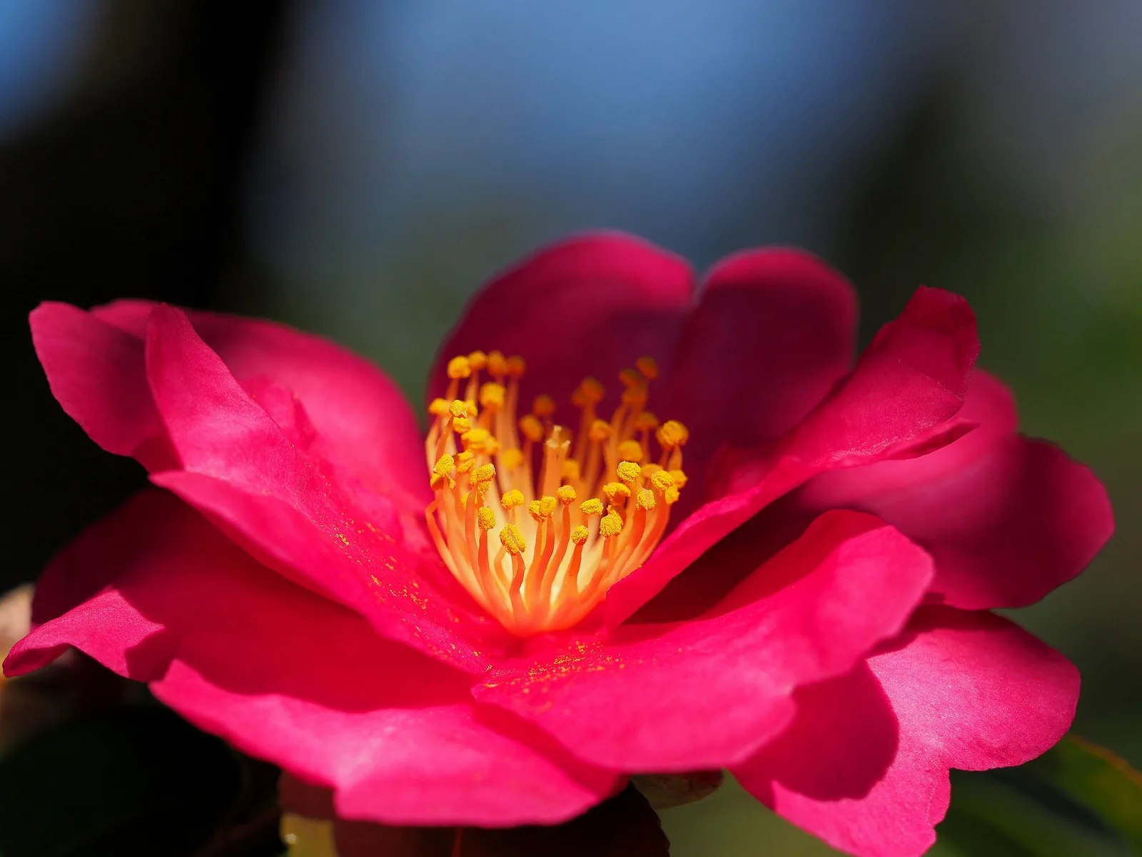 Sasanqua Camellia (Camellia sasanqua)
