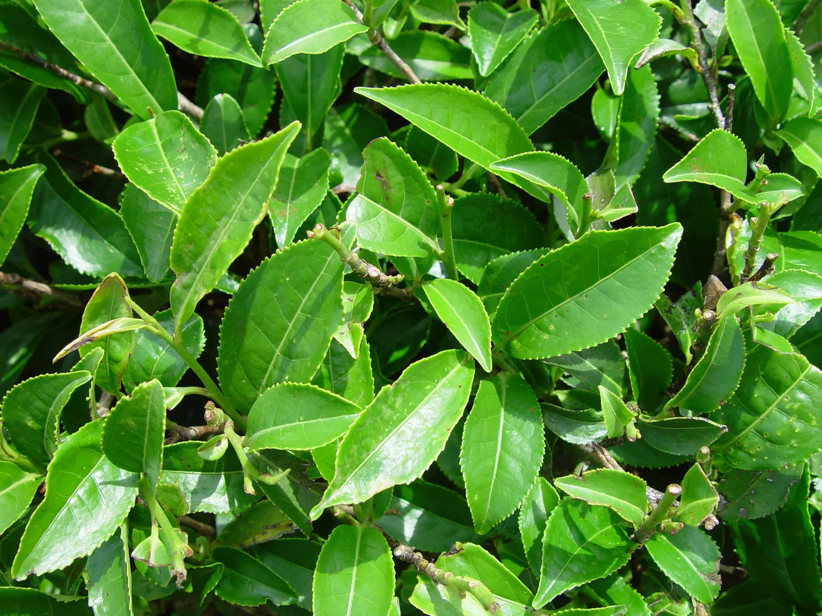 Tea Plant (Camellia sinensis)