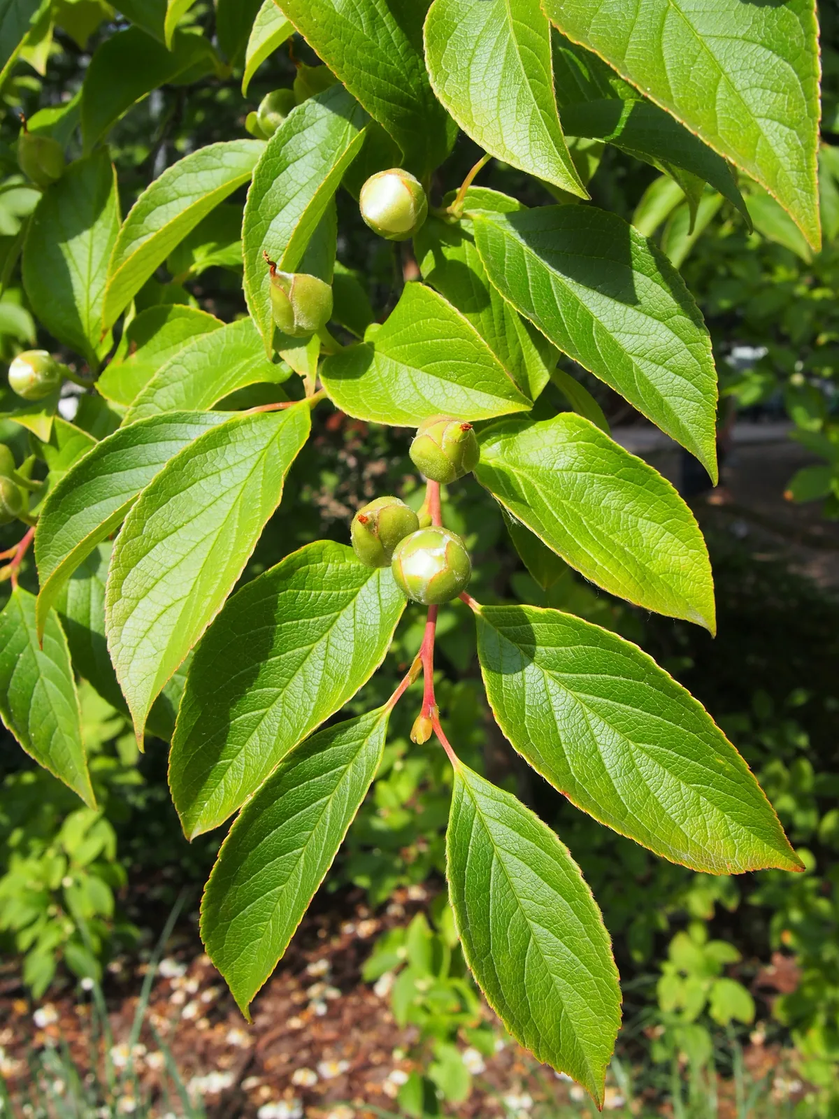 Japanese Stewartia (Stewartia pseudocamellia)