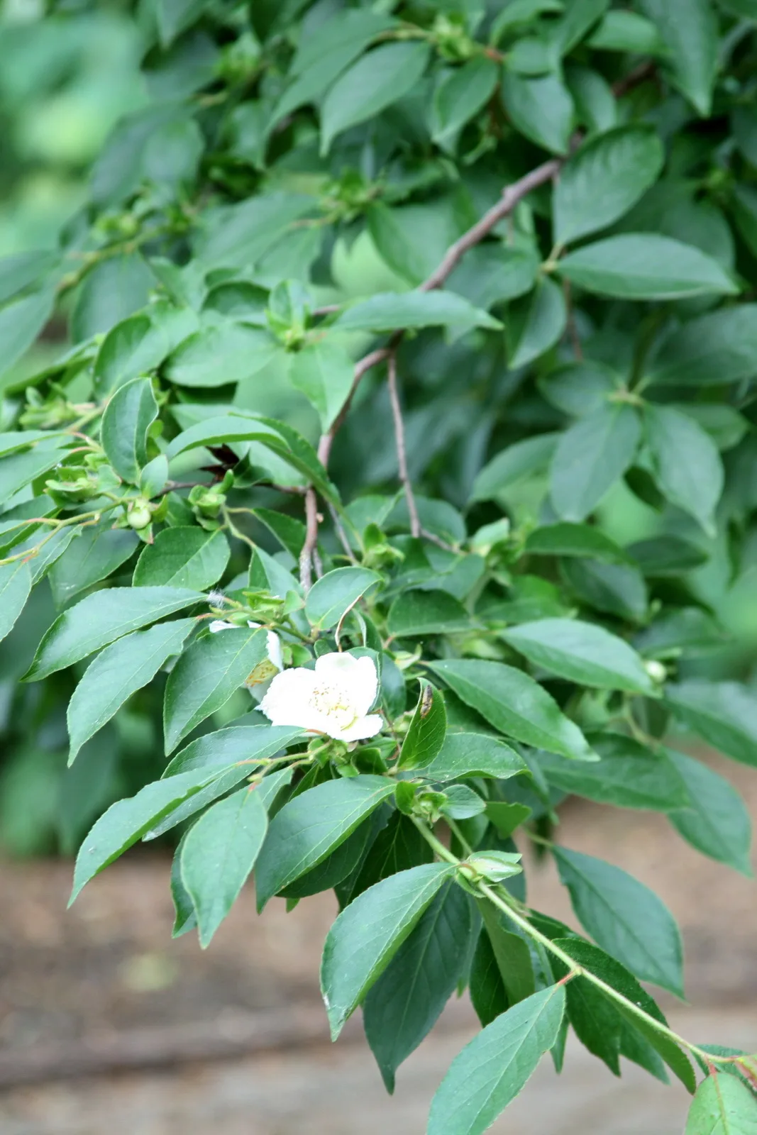 Chinese Stewartia (Stewartia sinensis)