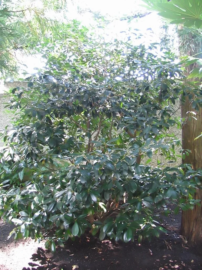 Japanese Cleyera