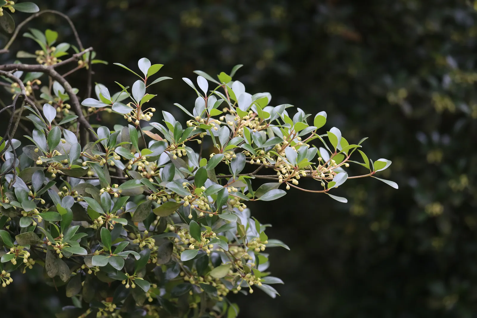Ternstroemia