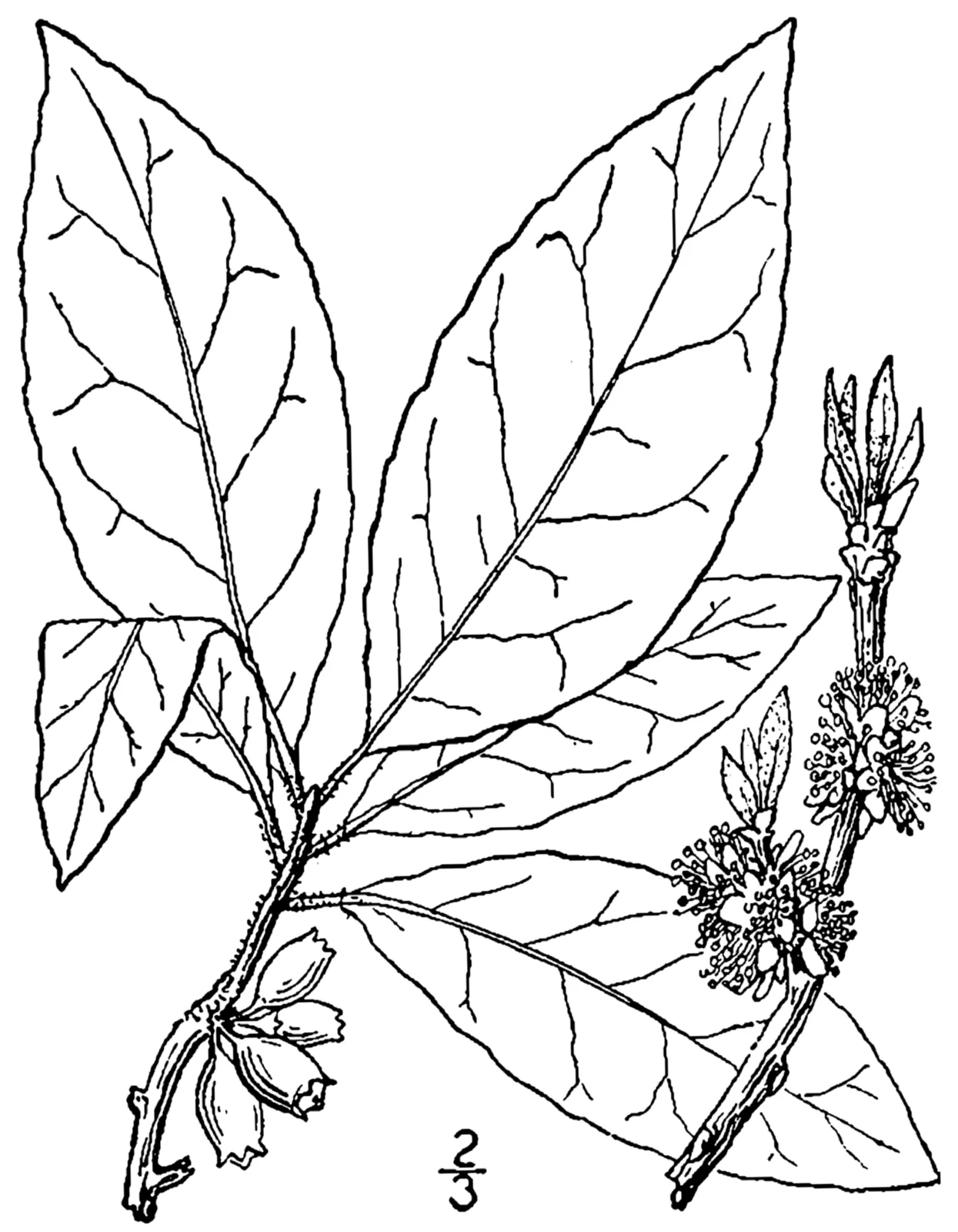 Sweetleaf