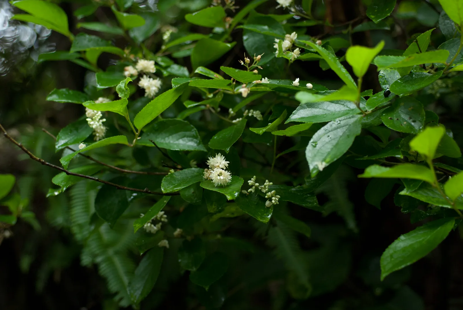 Sapphireberry