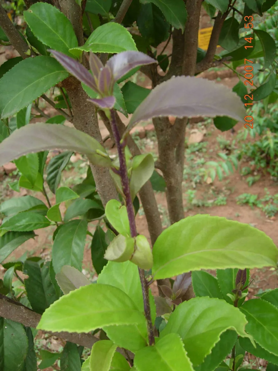 Lodh Tree