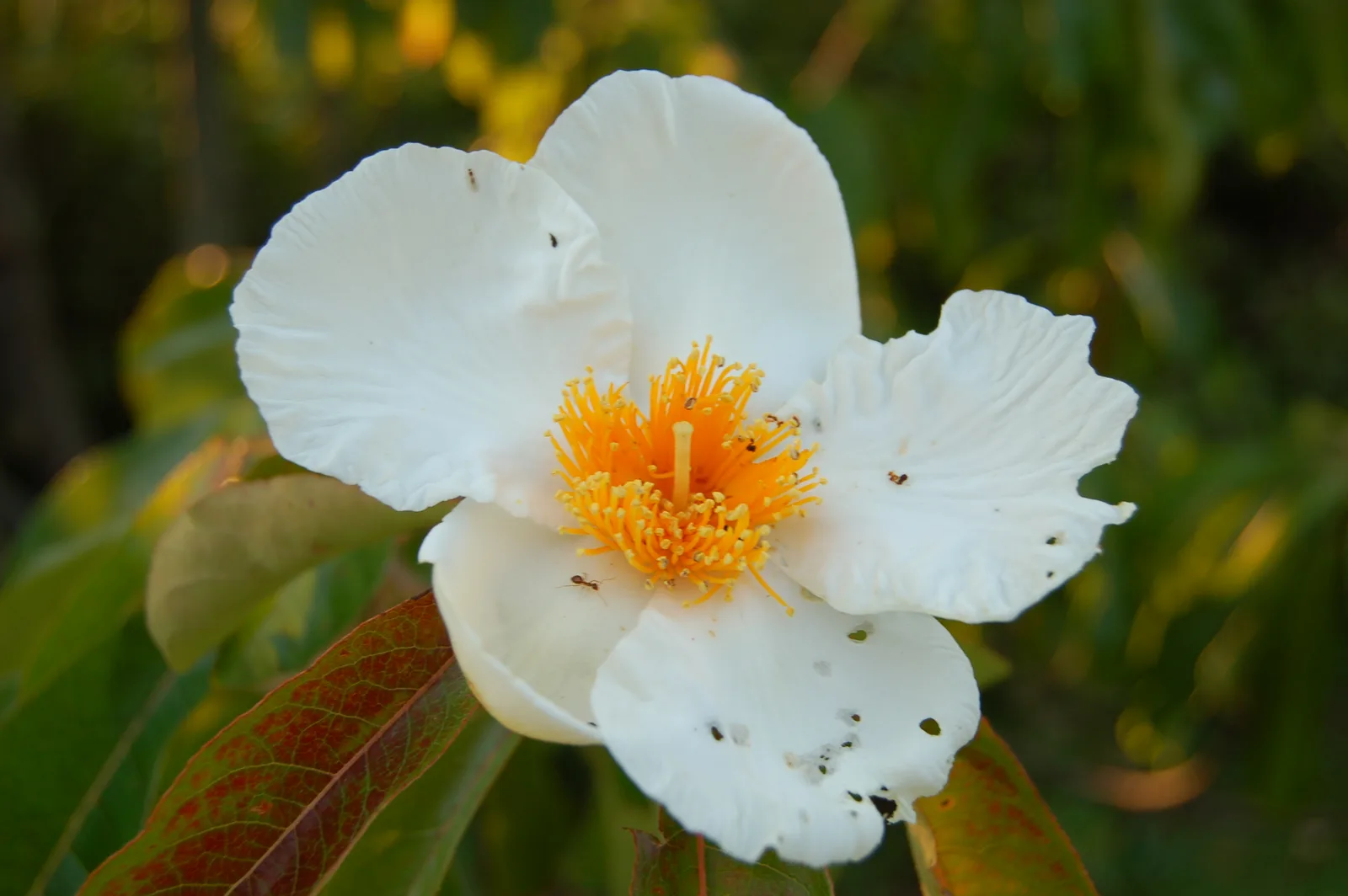 Franklin Tree (Franklinia alatamaha)