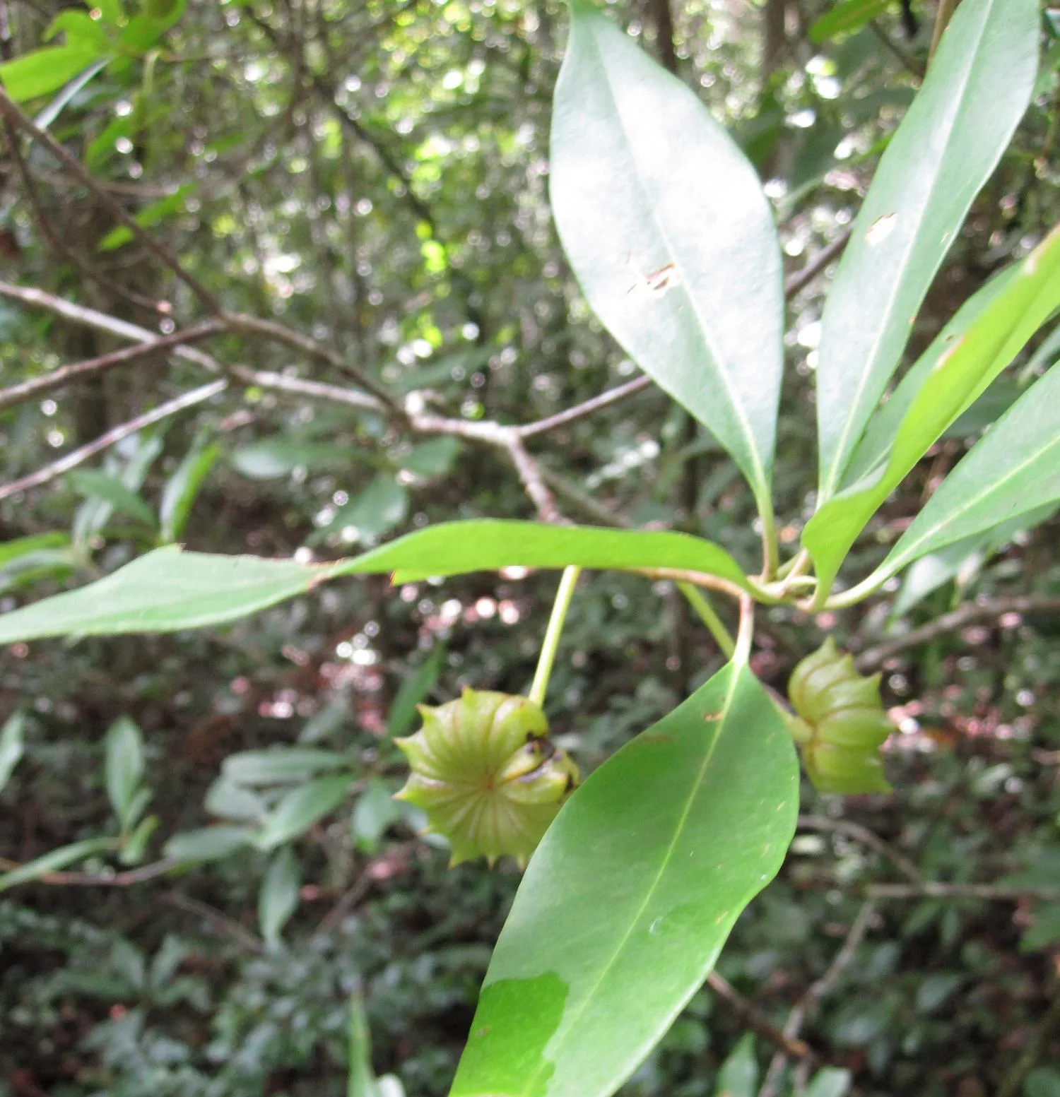 Florida Anise