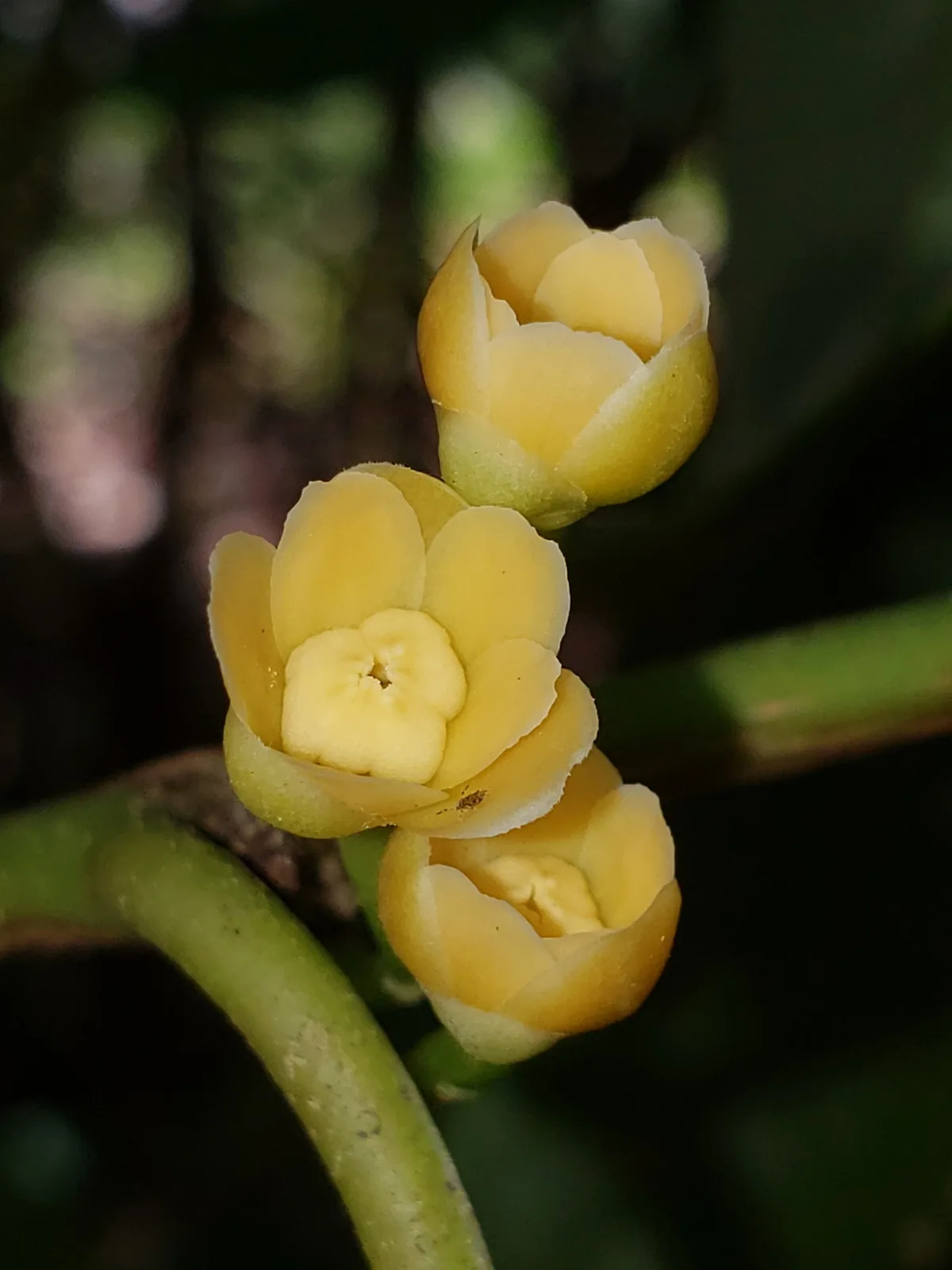Yellow Anise (Illicium parviflorum)