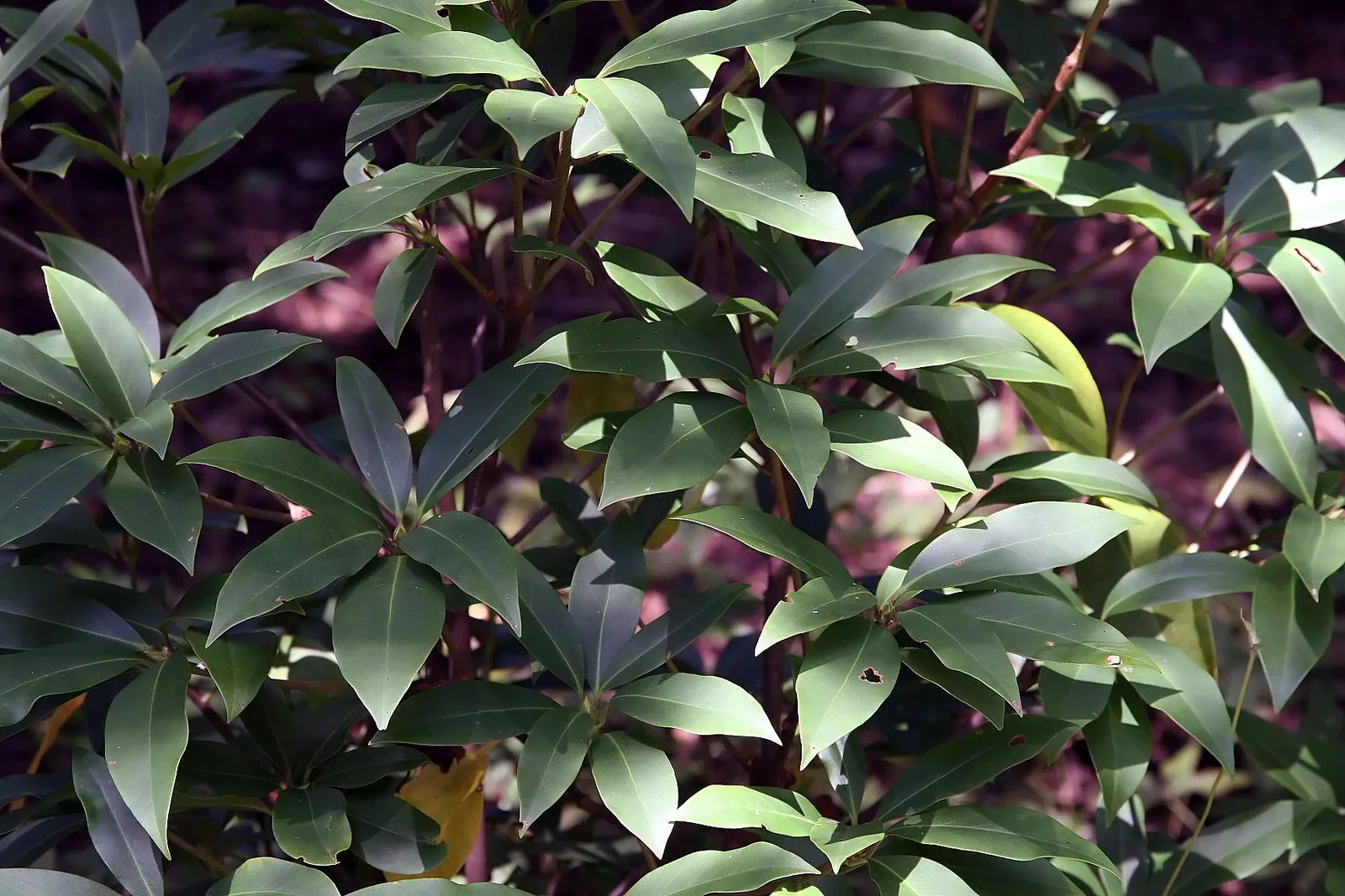 Mexican Anise Tree