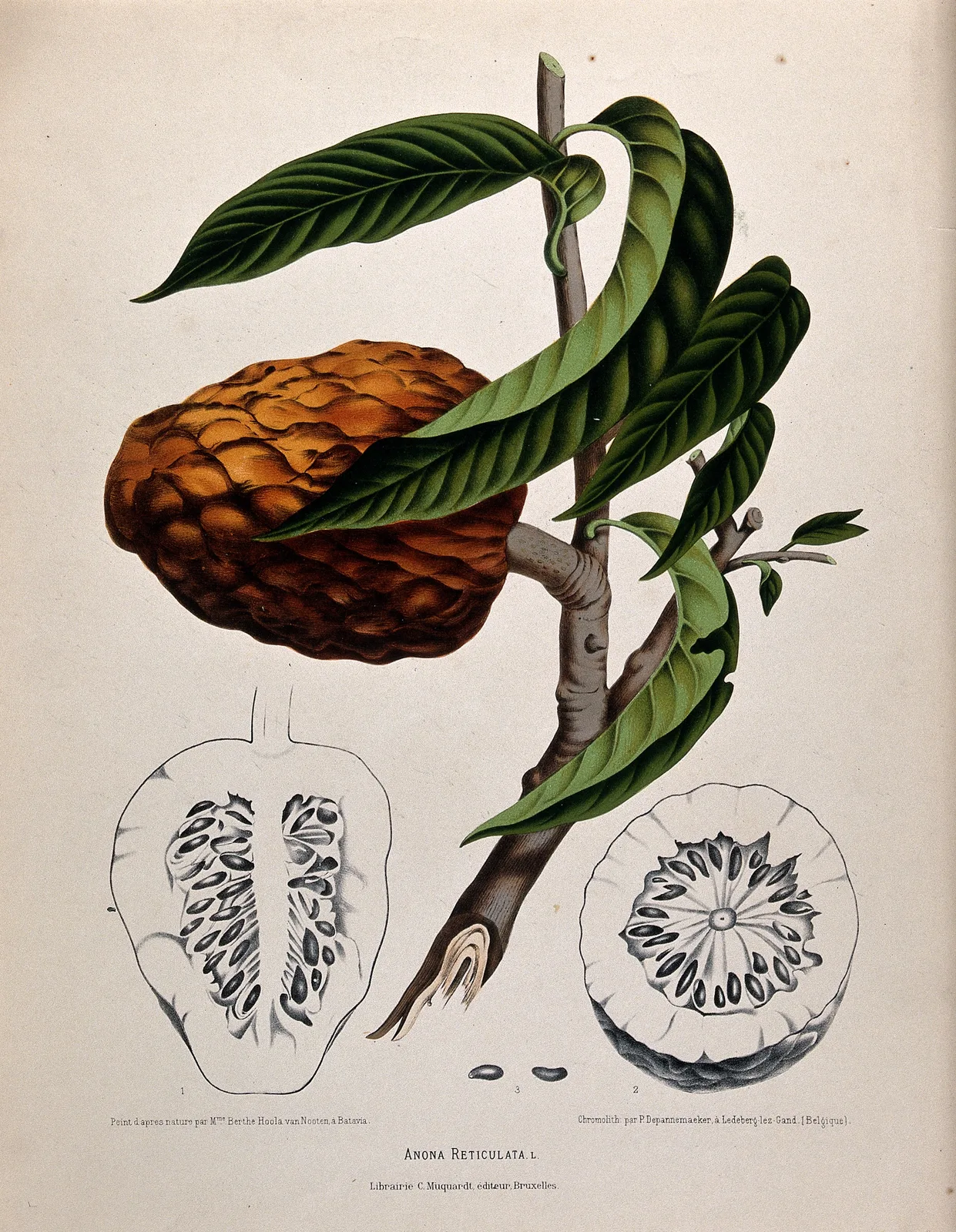 Custard Apple (Annona reticulata)