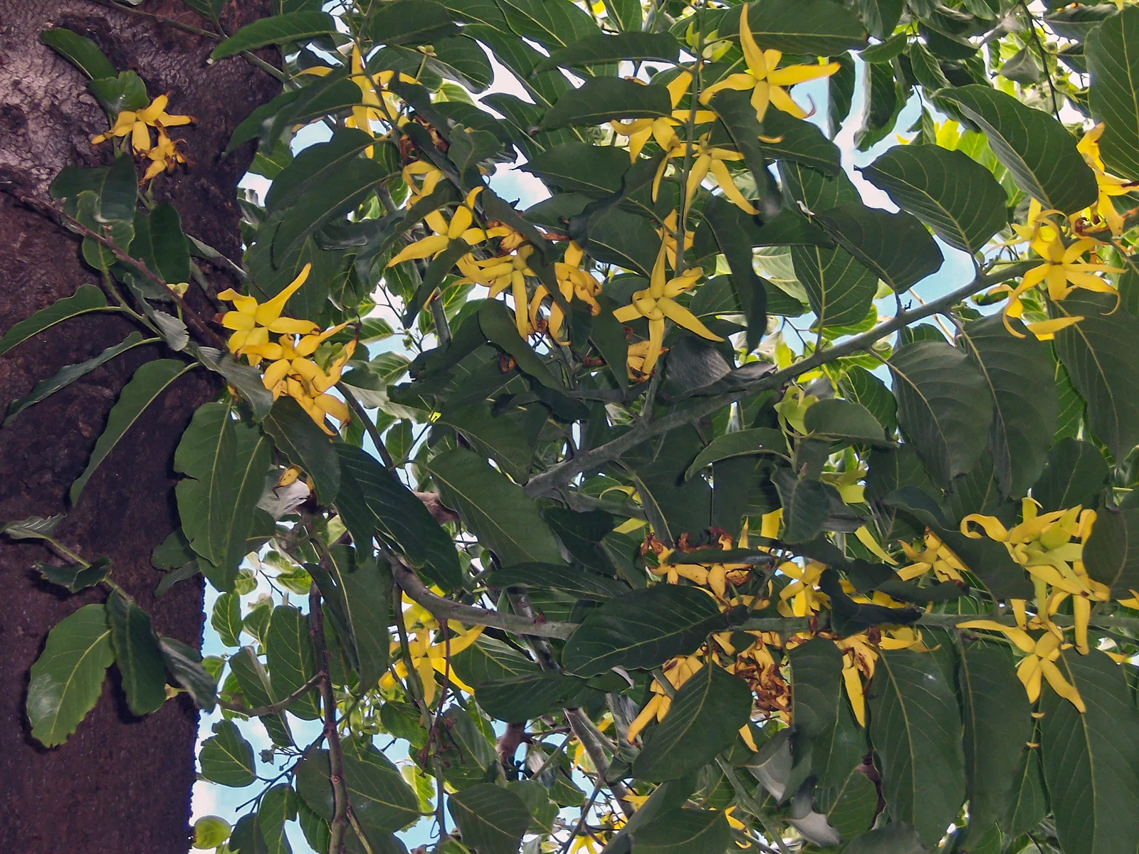 Ylang Ylang (Cananga odorata)
