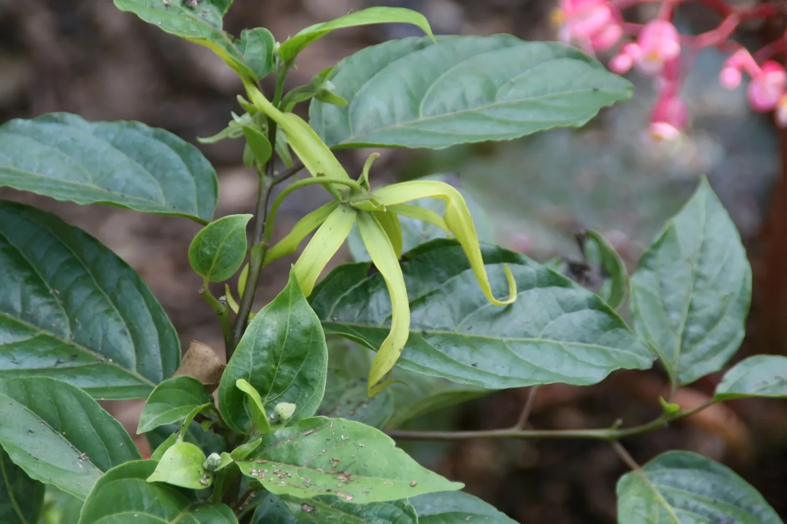 Dwarf Ylang Ylang