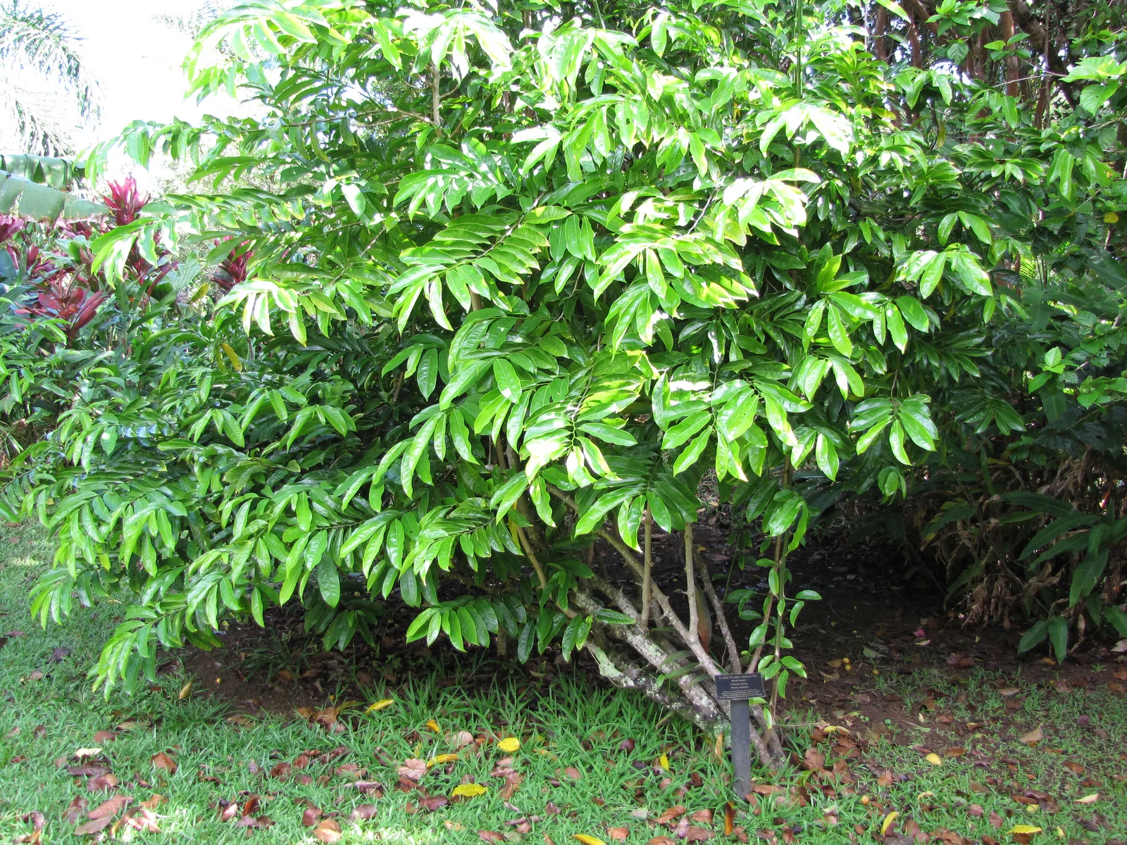 Climbing Ylang Ylang (Artabotrys hexapetalus)