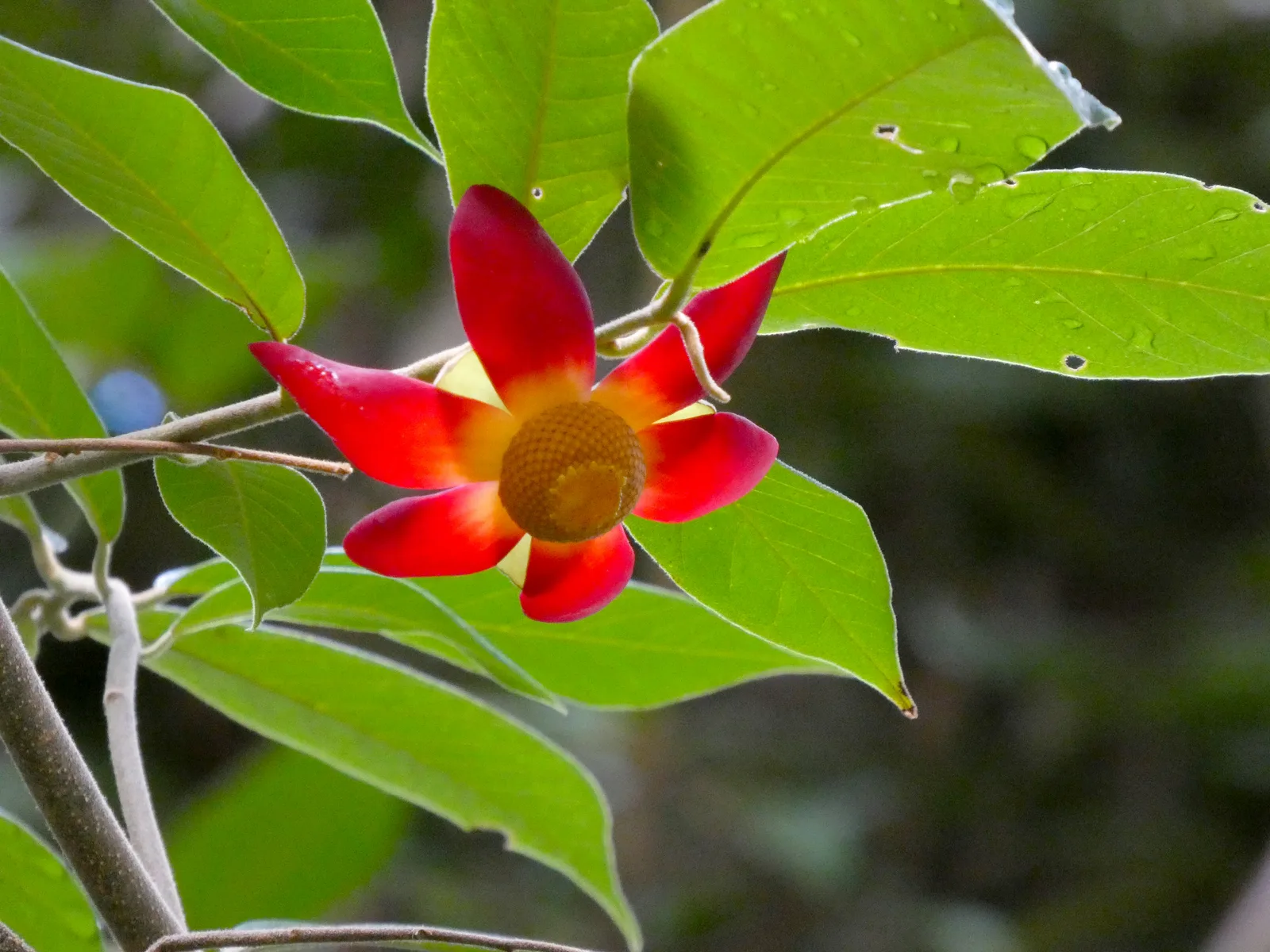 Uvaria (Uvaria grandiflora)