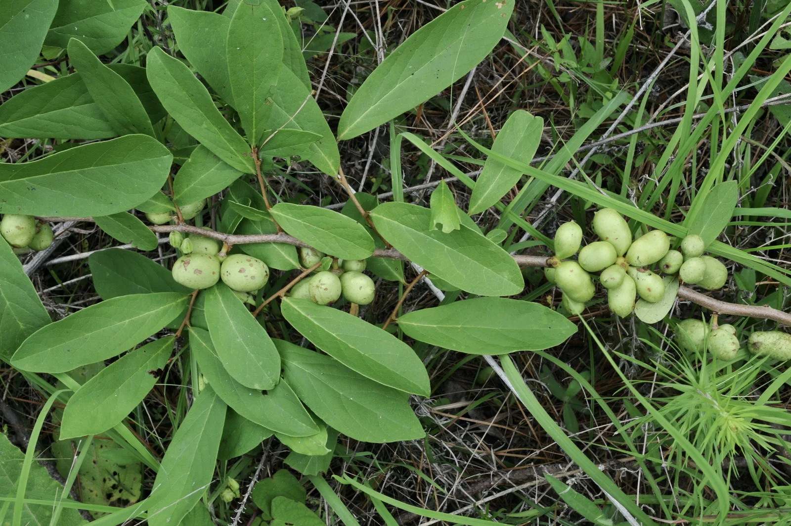 Dwarf Pawpaw (Asimina parviflora)