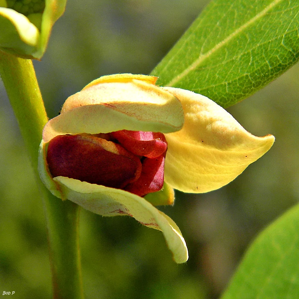 Fourpetal Pawpaw (Asimina tetramera)