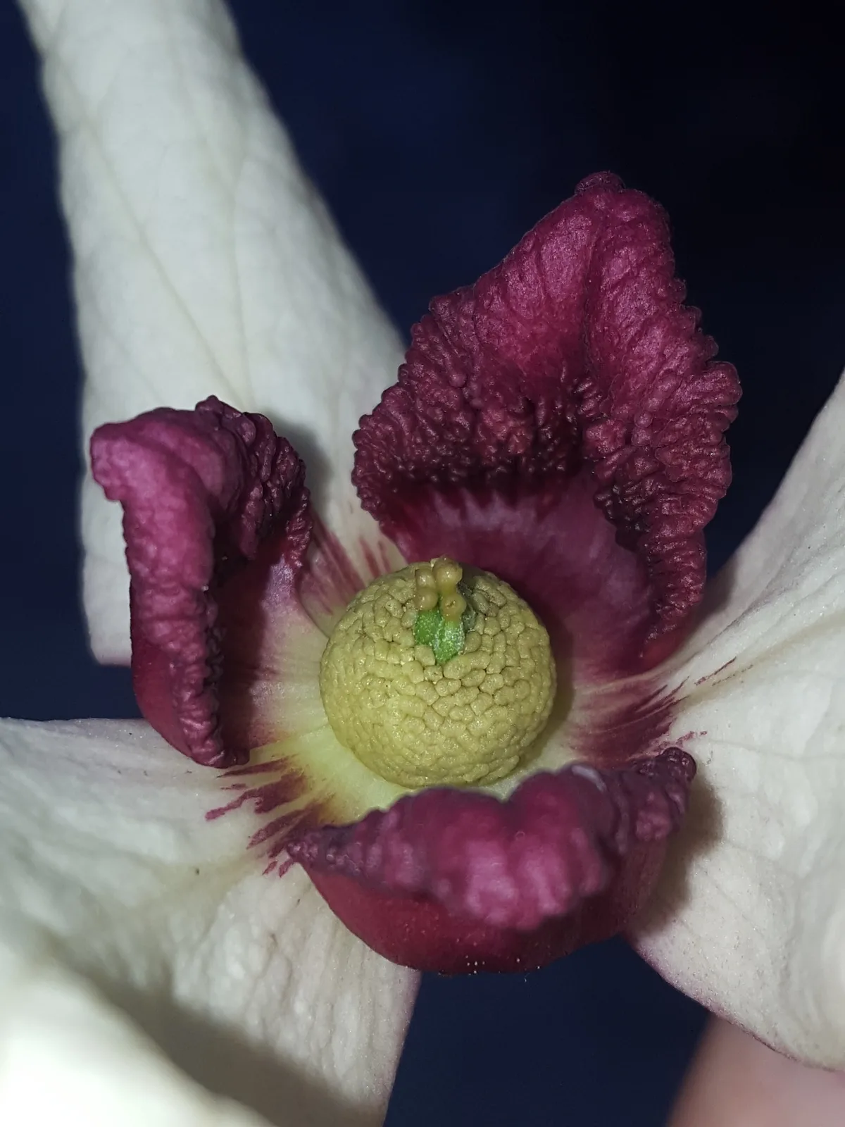 Netted Pawpaw (Asimina reticulata)