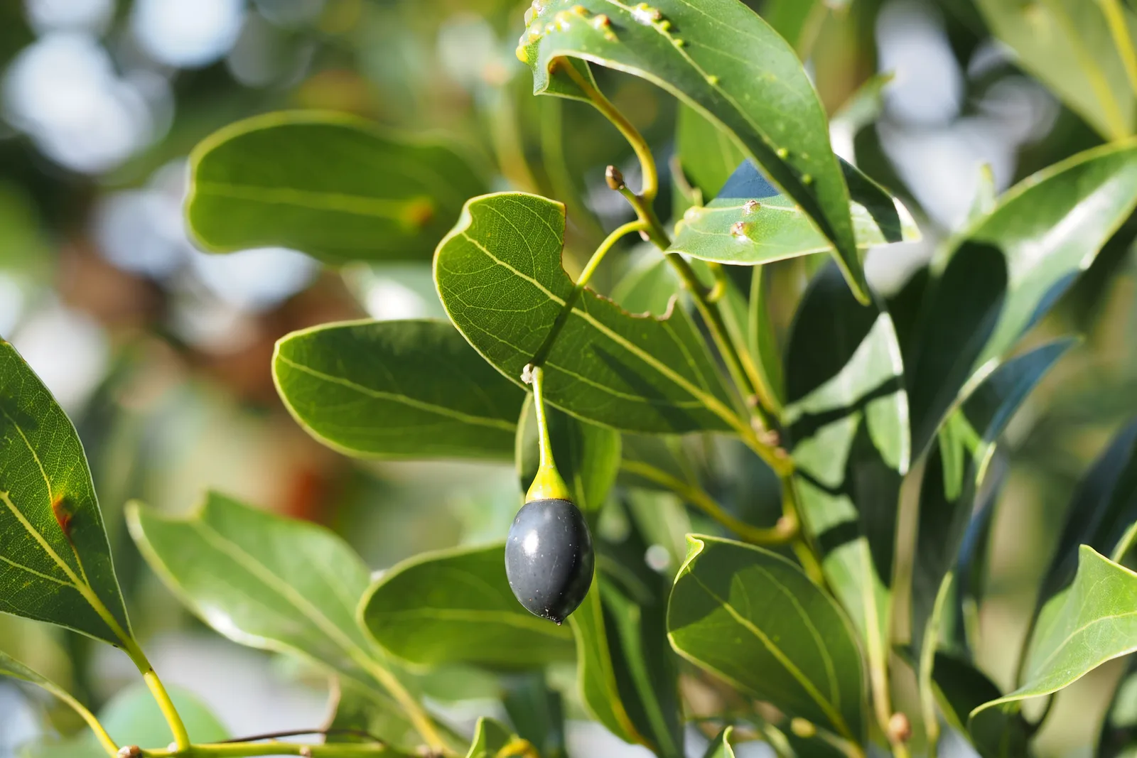 Japanese Cinnamon (Cinnamomum japonicum)