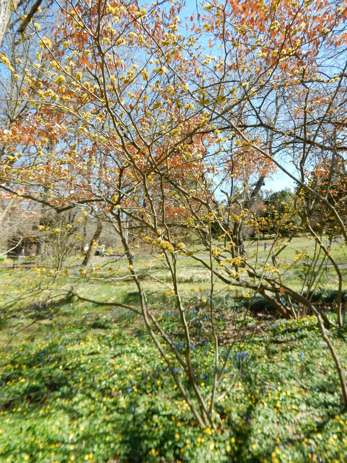 Japanese Spicebush (Lindera obtusiloba)